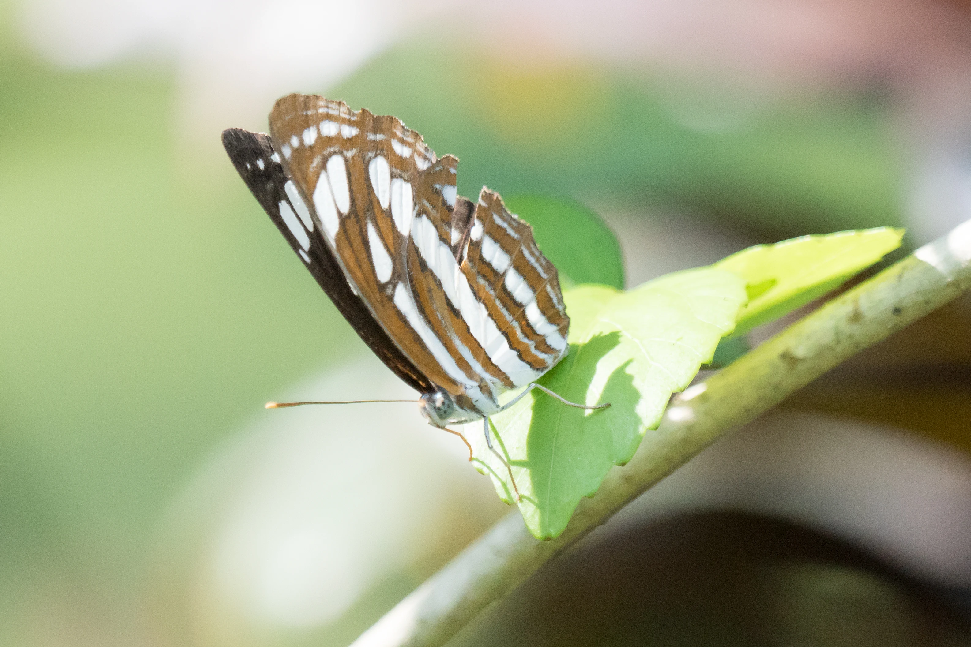 Butterfly, Nelpura Homestay, Kerala, India — photo by Jim Bennett
