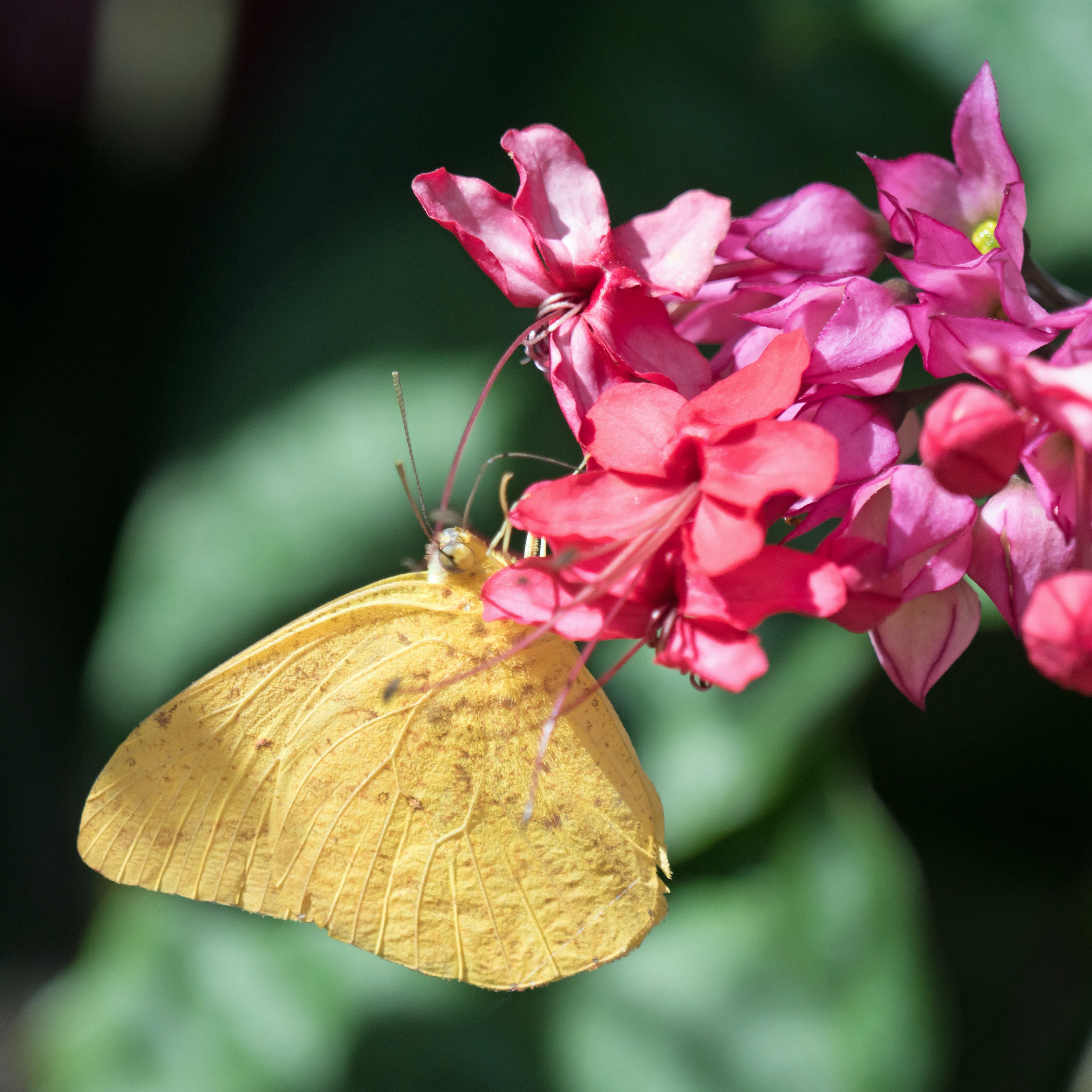 Butterfly, San Blas, Nayarit, Mexico — photo by Jim Bennett