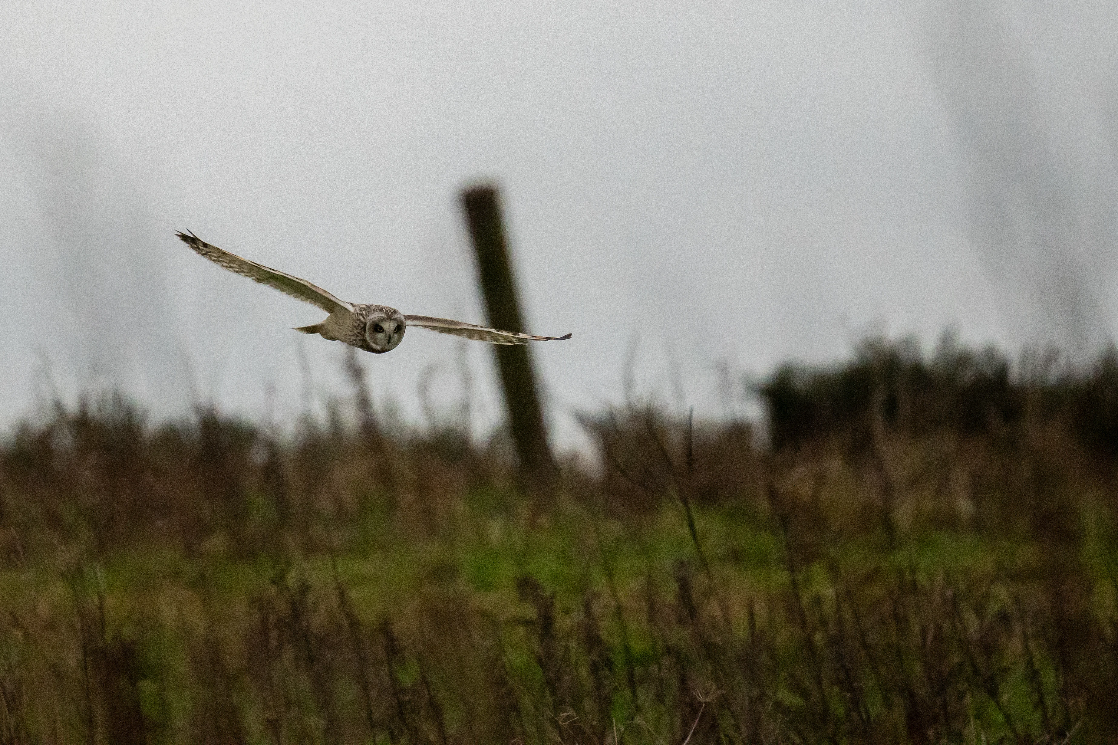 Short-eared Owl, RSPB Bempton, Yorkshire, UK — photo by Jim Bennett