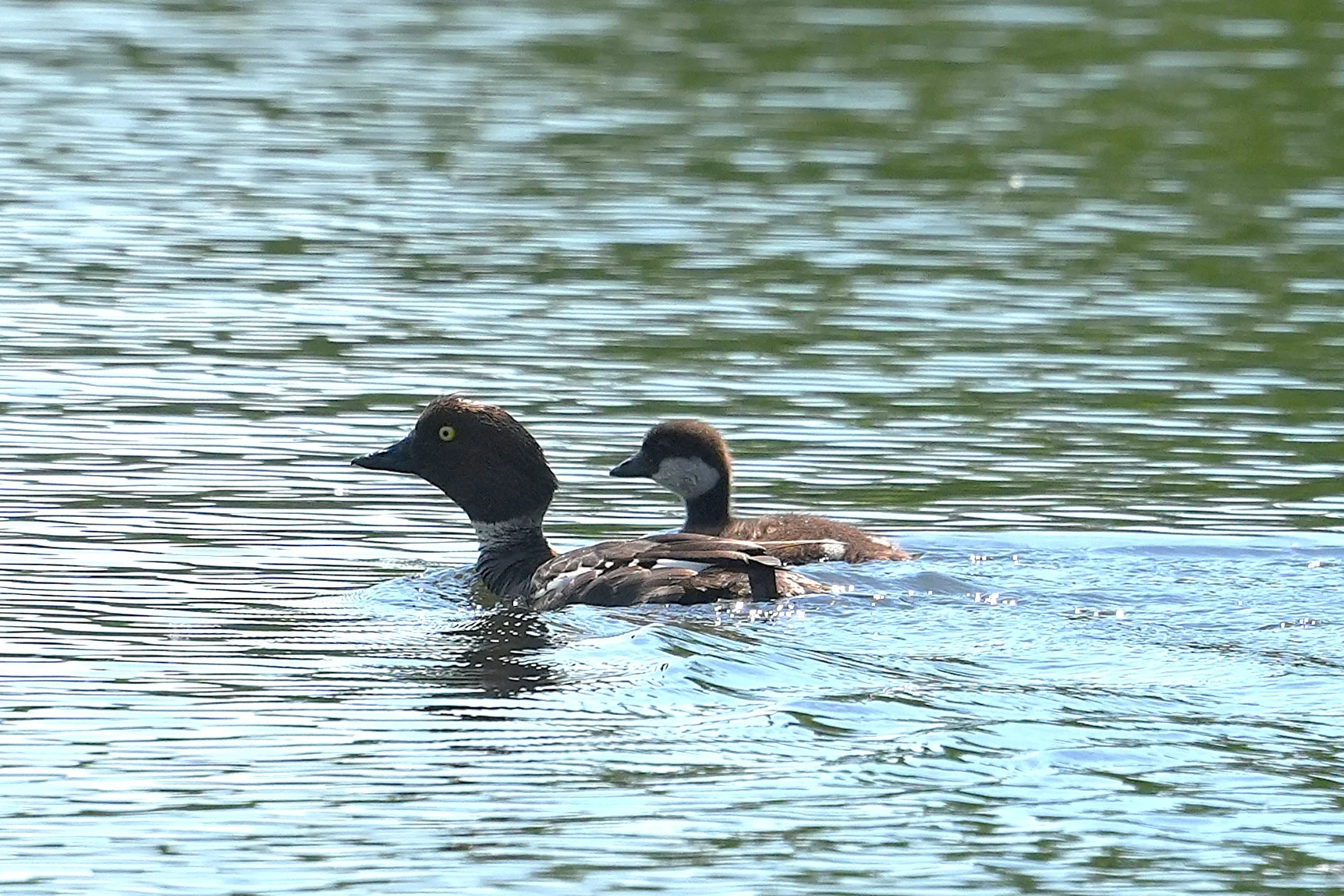 Goldeneye, Danube Delta, Romania — photo by Jim Bennett