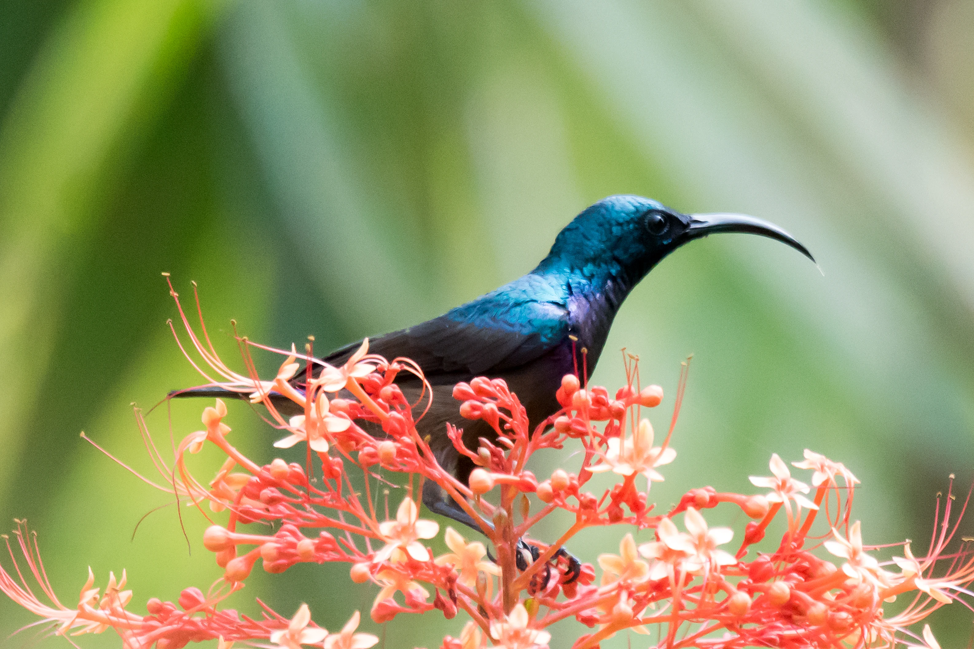 Loten's Sunbird, Nelpura Homestay, Kerala, India — photo by Jim Bennett