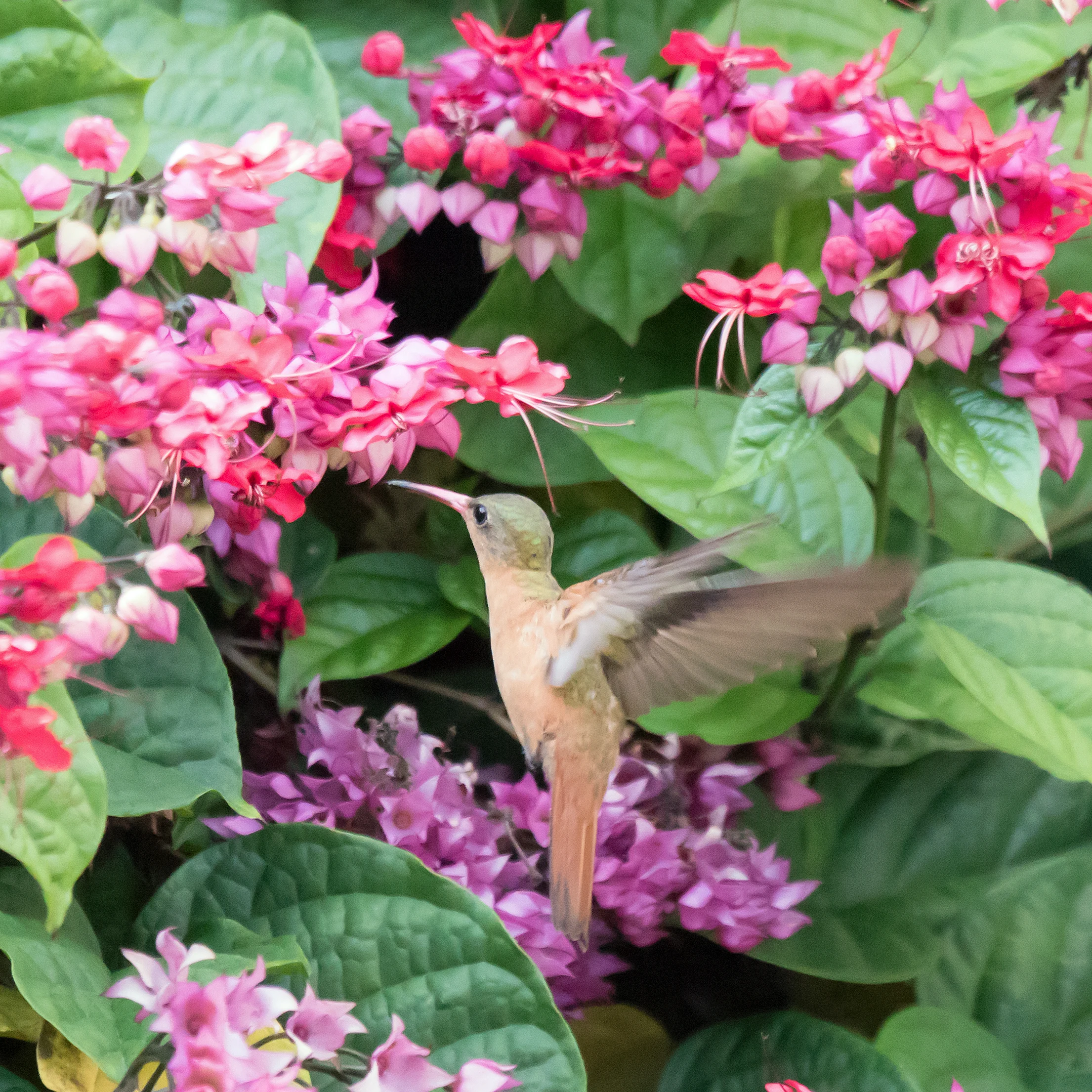 Cinnamon Hummingbird, San Blas, Nayarit, Mexico — photo by Jim Bennett