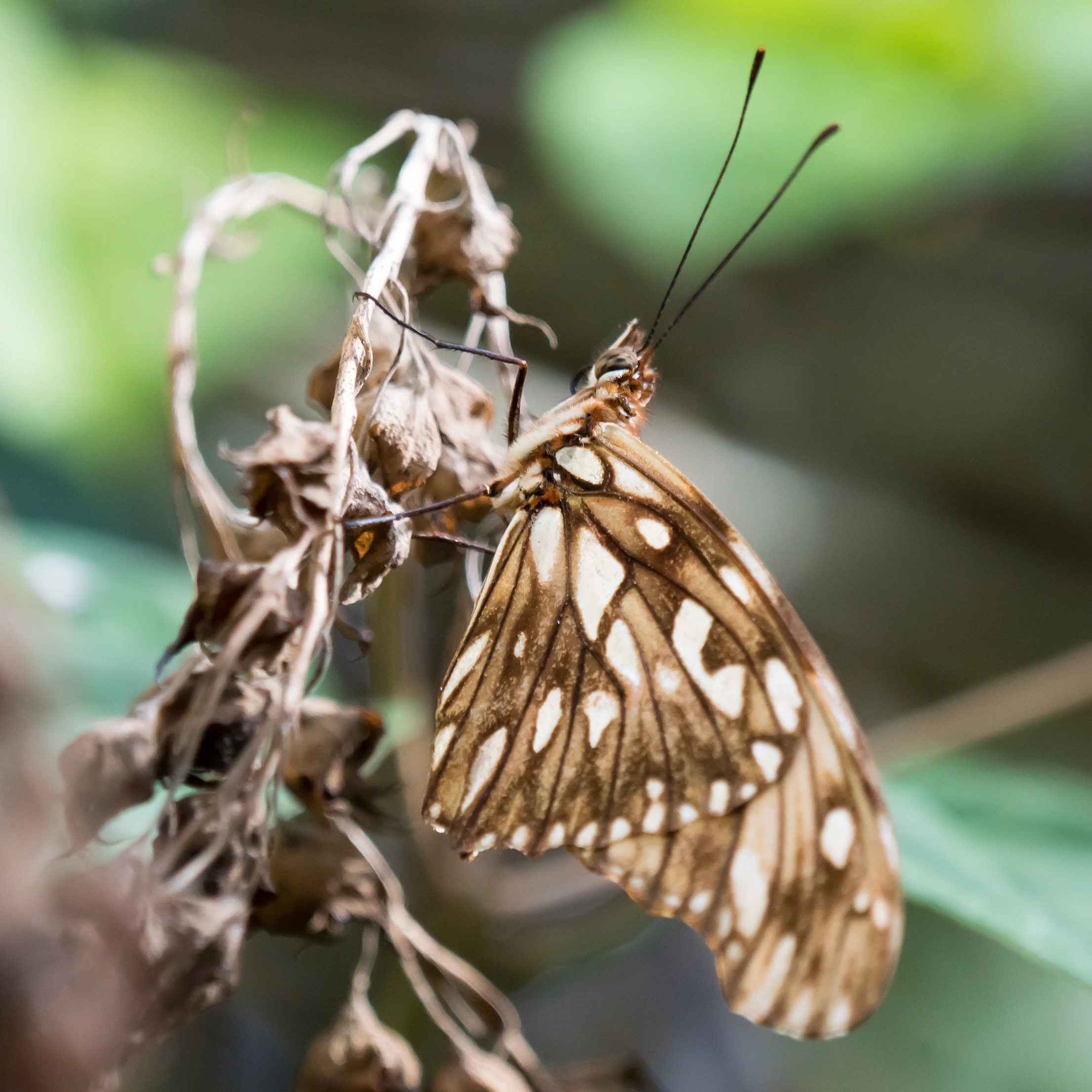 Butterfly, San Blas, Nayarit, Mexico — photo by Jim Bennett