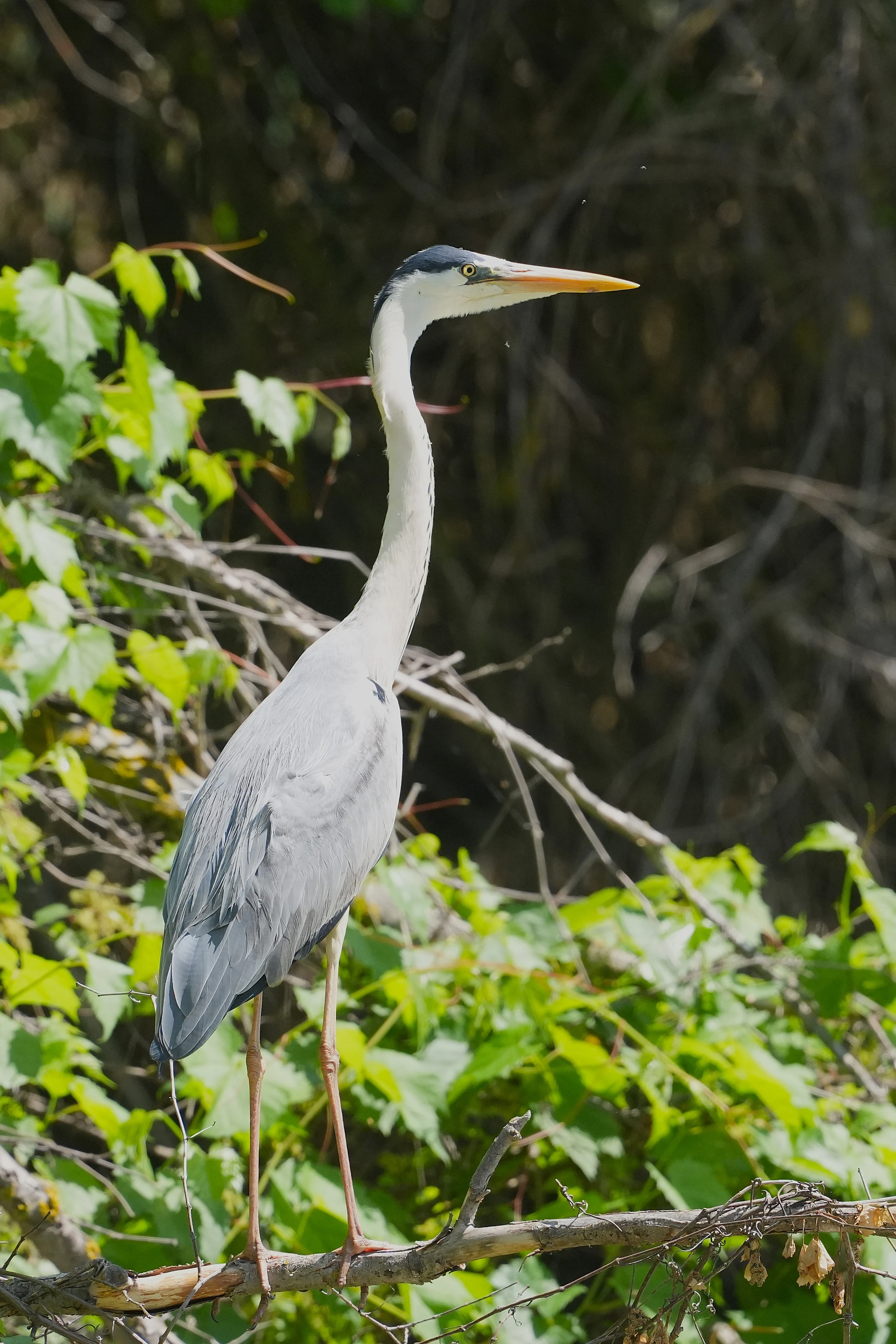 Grey Heron, Danube Delta, Romania — photo by Jim Bennett