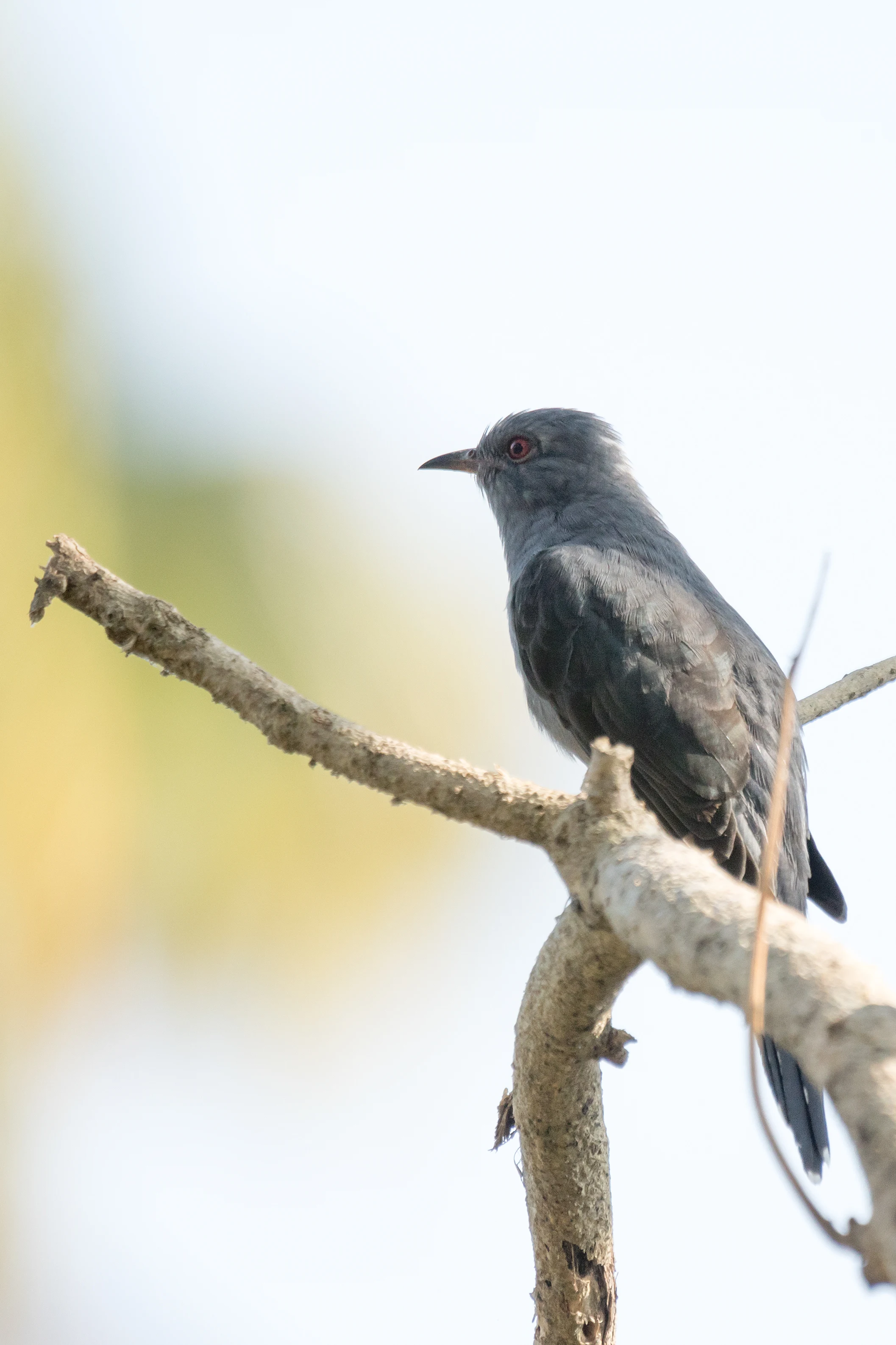 Grey-bellied Cuckoo, Nelpura Homestay, Kerala, India — photo by Jim Bennett