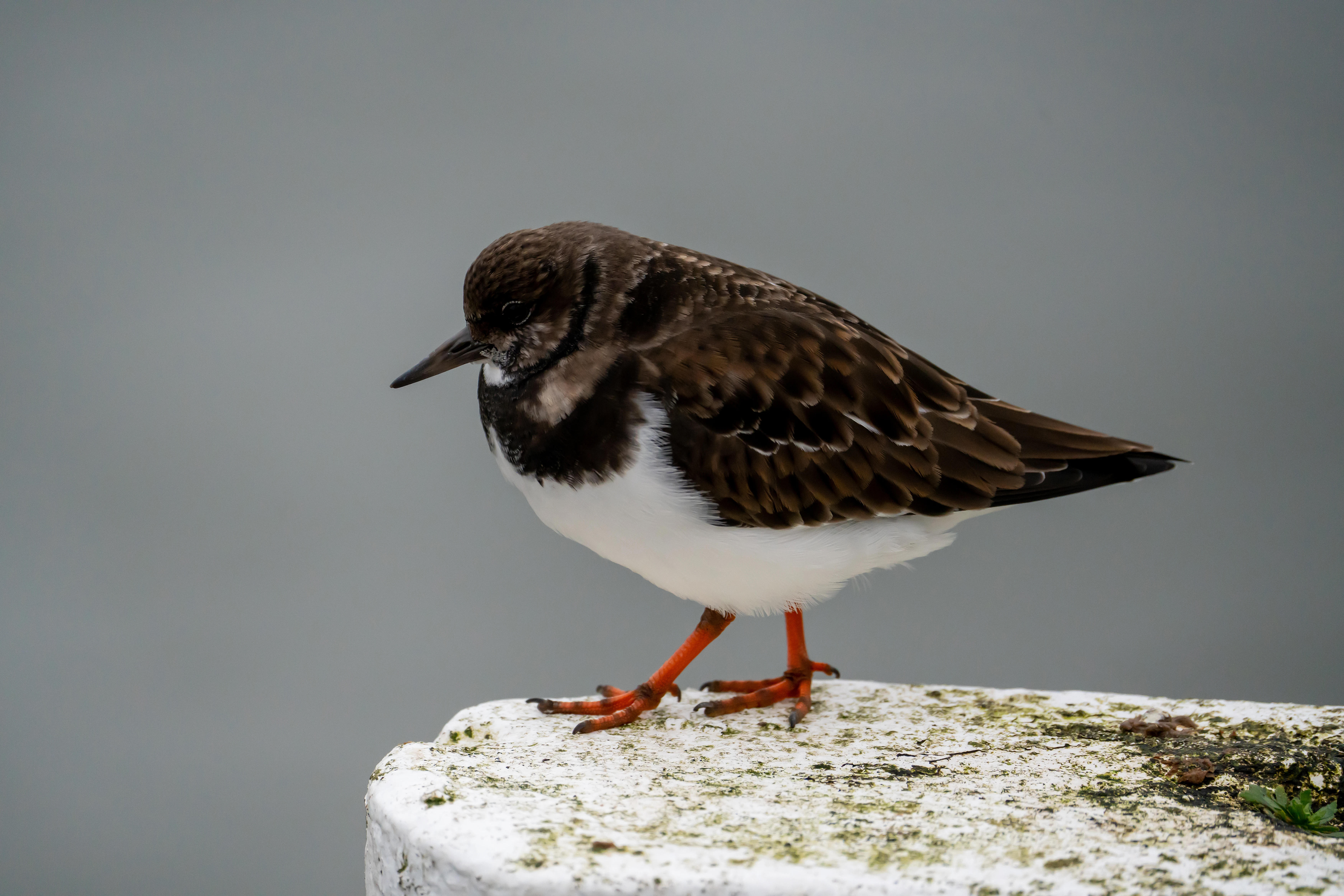 Turnstone, Scarborough, Yorkshire, UK — photo by Jim Bennett