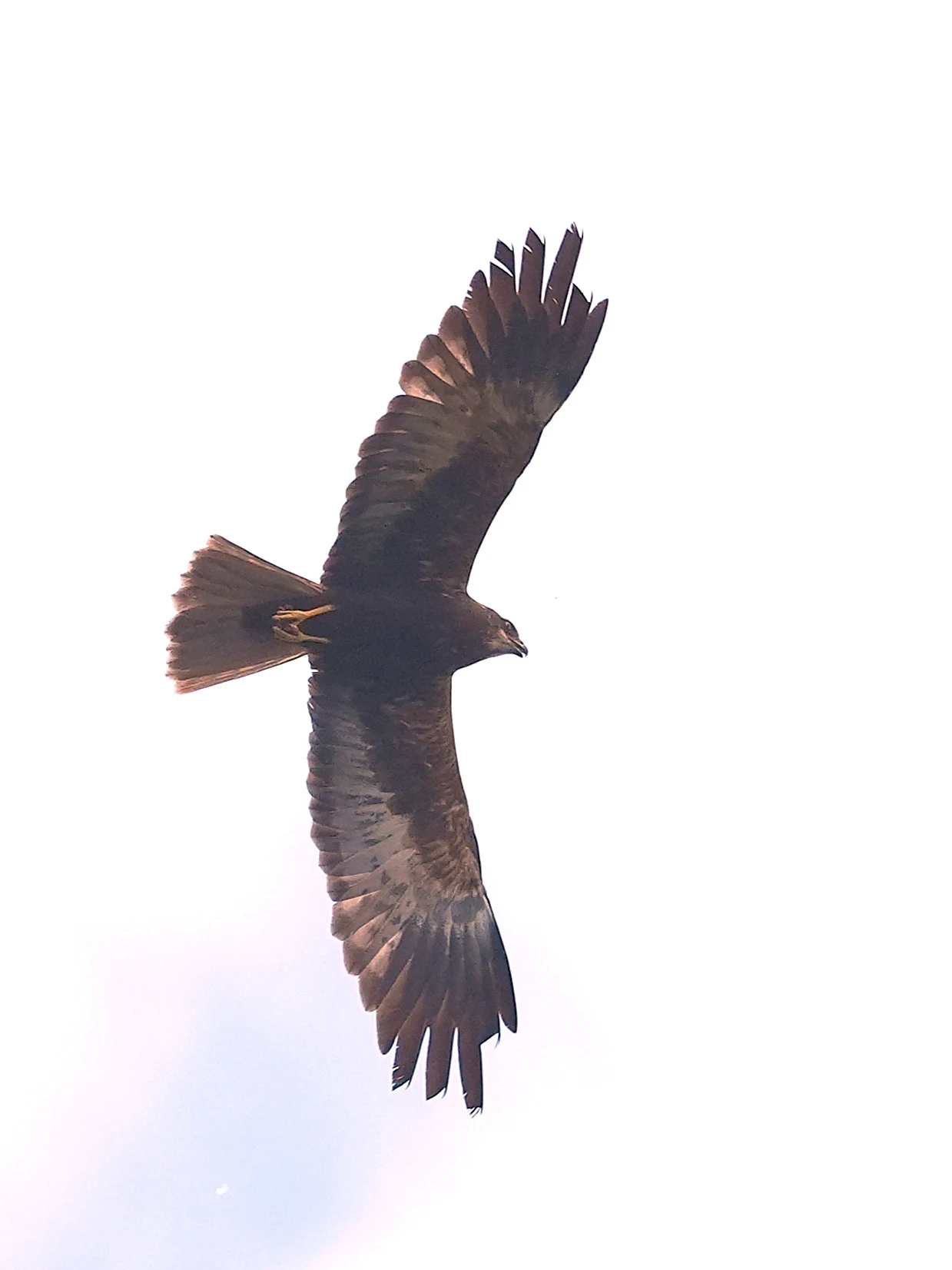 Marsh Harrier, Danube Delta, Romania — photo by Jim Bennett