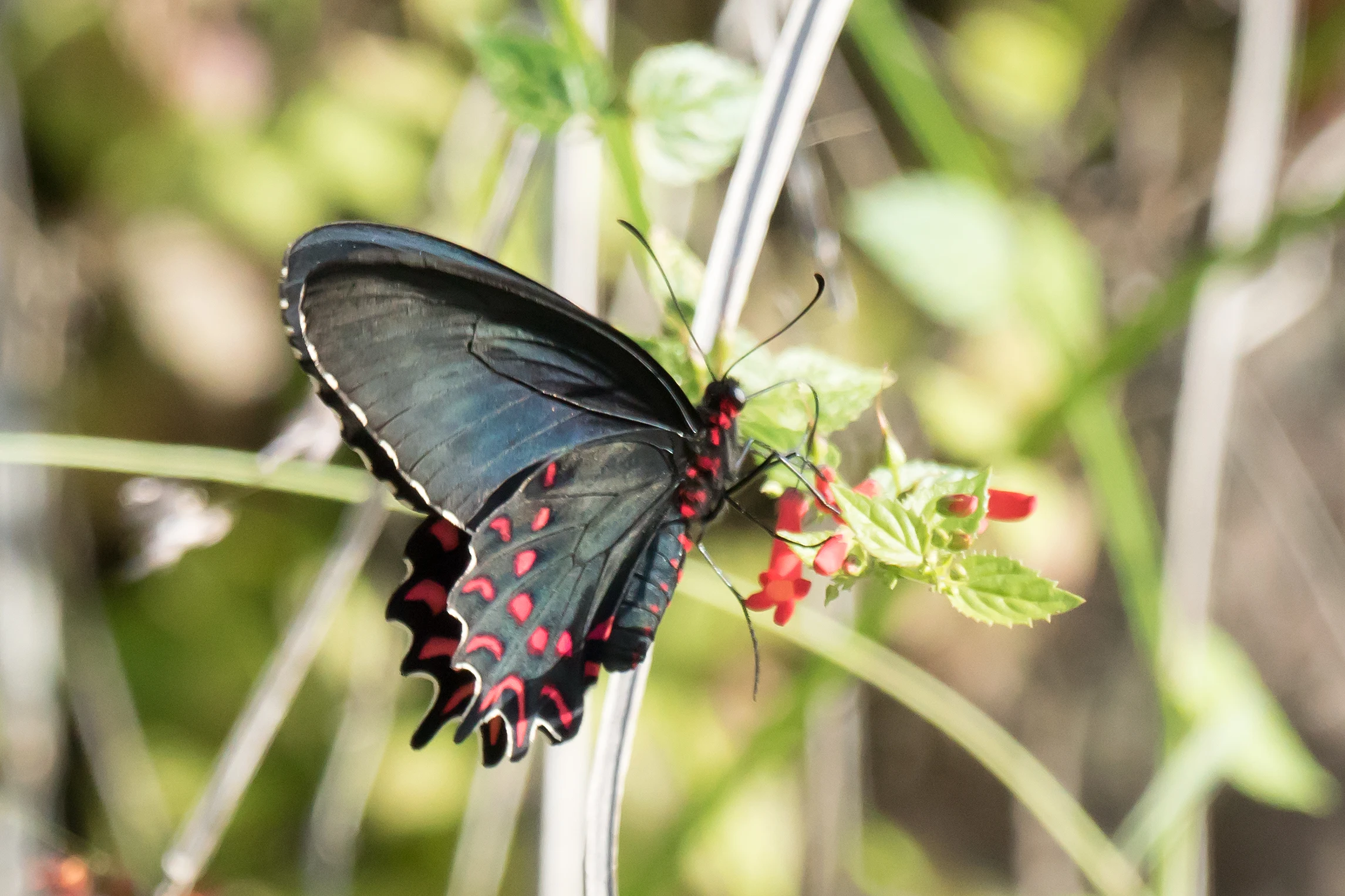 Pink-spotted Cattleheart, San Blas, Nayarit, Mexico — photo by Jim Bennett