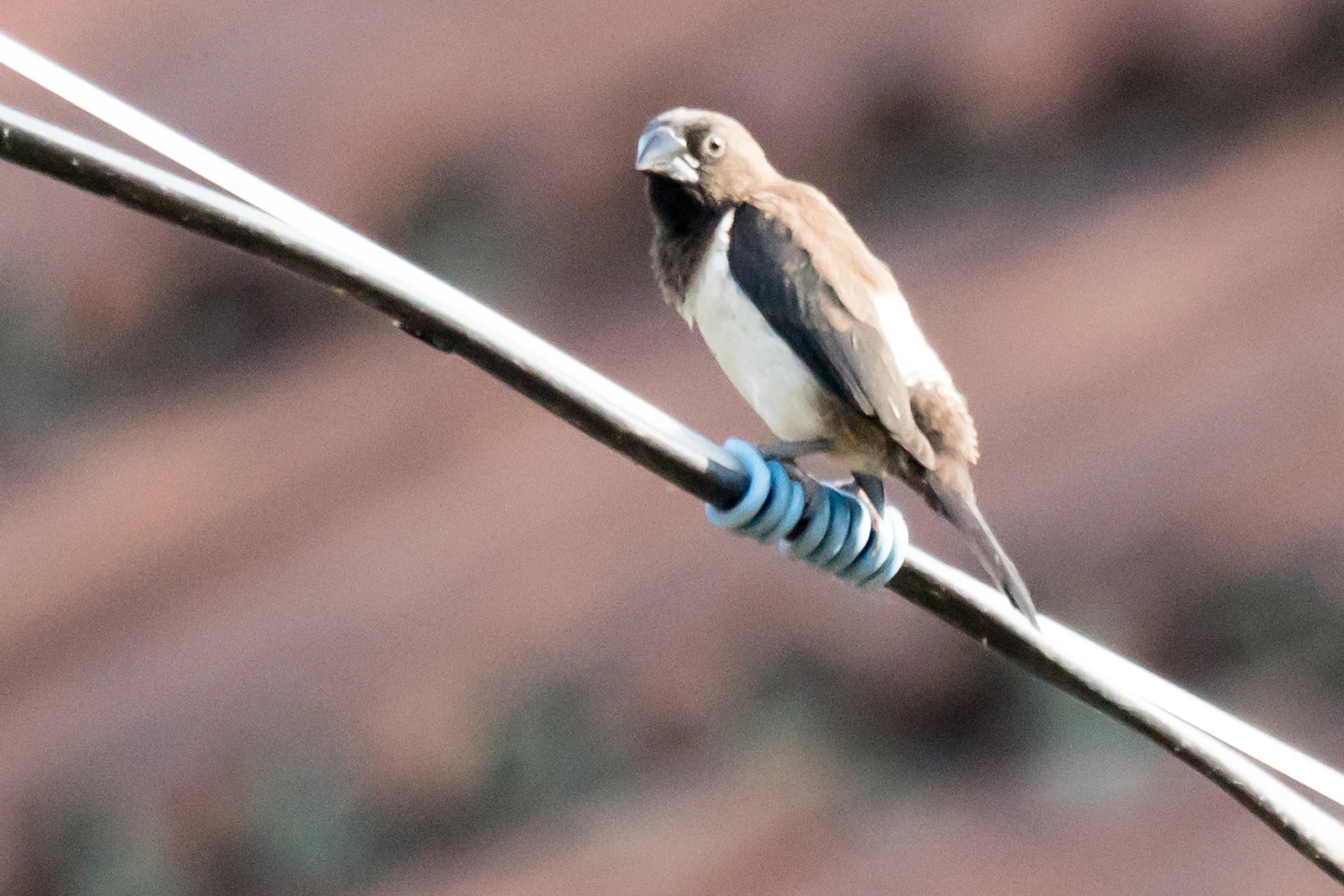 White-rumped Munia, Nelpura Homestay, Kerala, India — photo by Jim Bennett