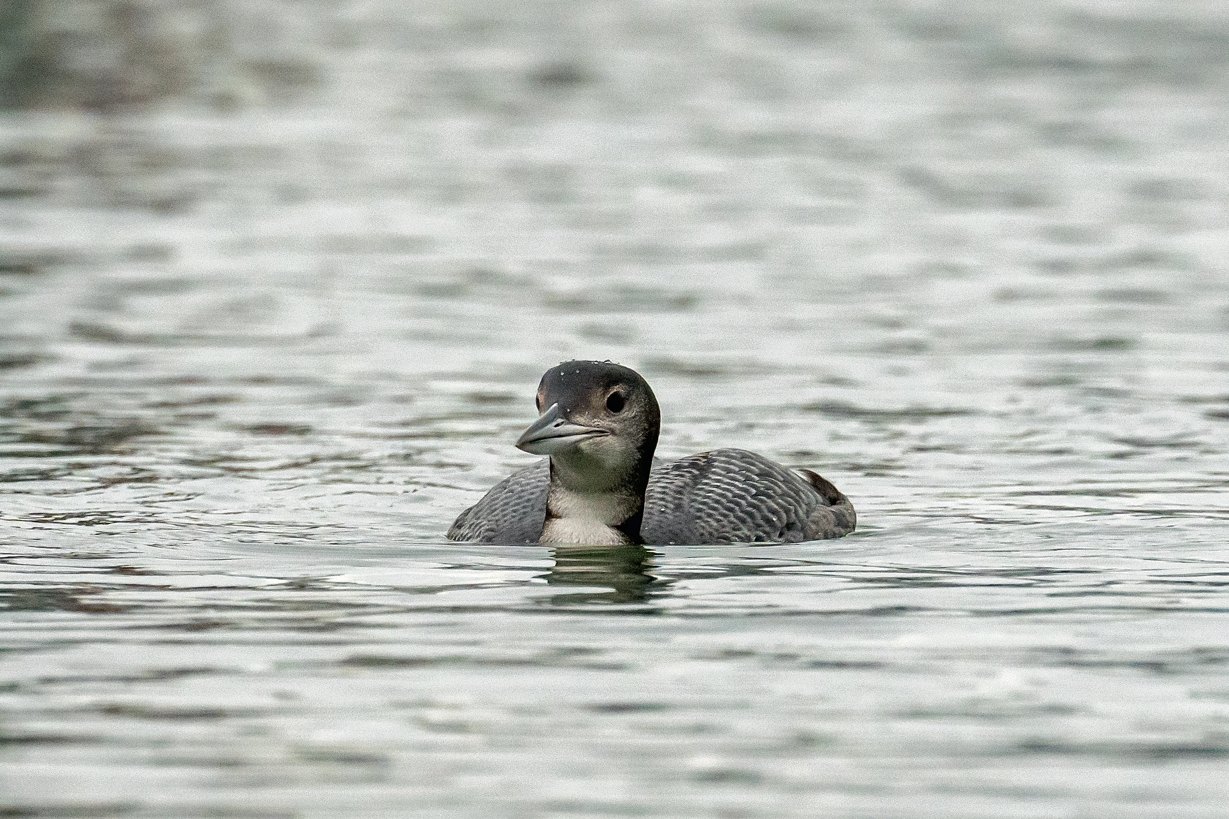 Great Northern Diver (Common Loon), Yorkshire, UK — photo by Jim Bennett