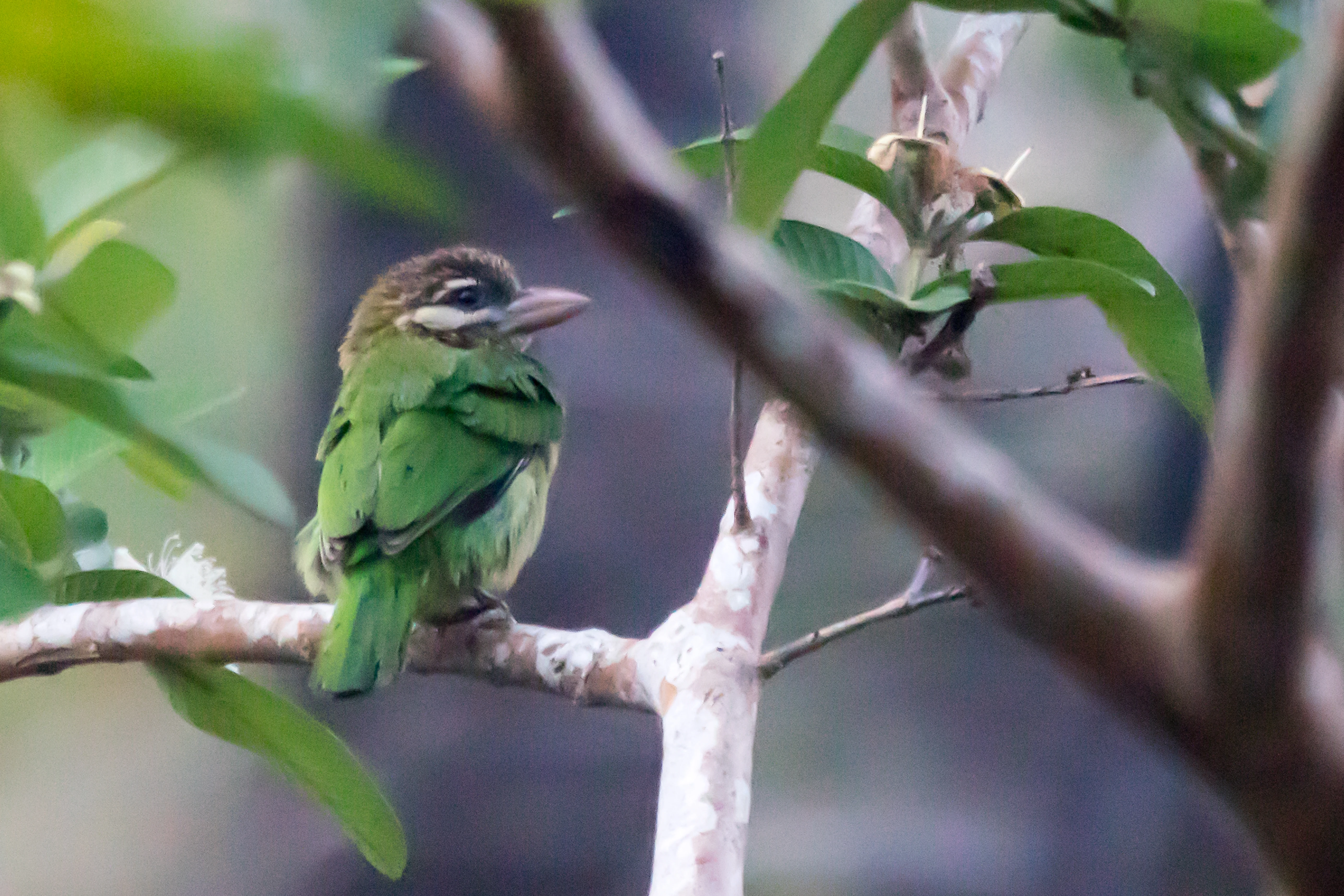 White-cheeked Barbet, Nelpura Homestay, Kerala, India — photo by Jim Bennett