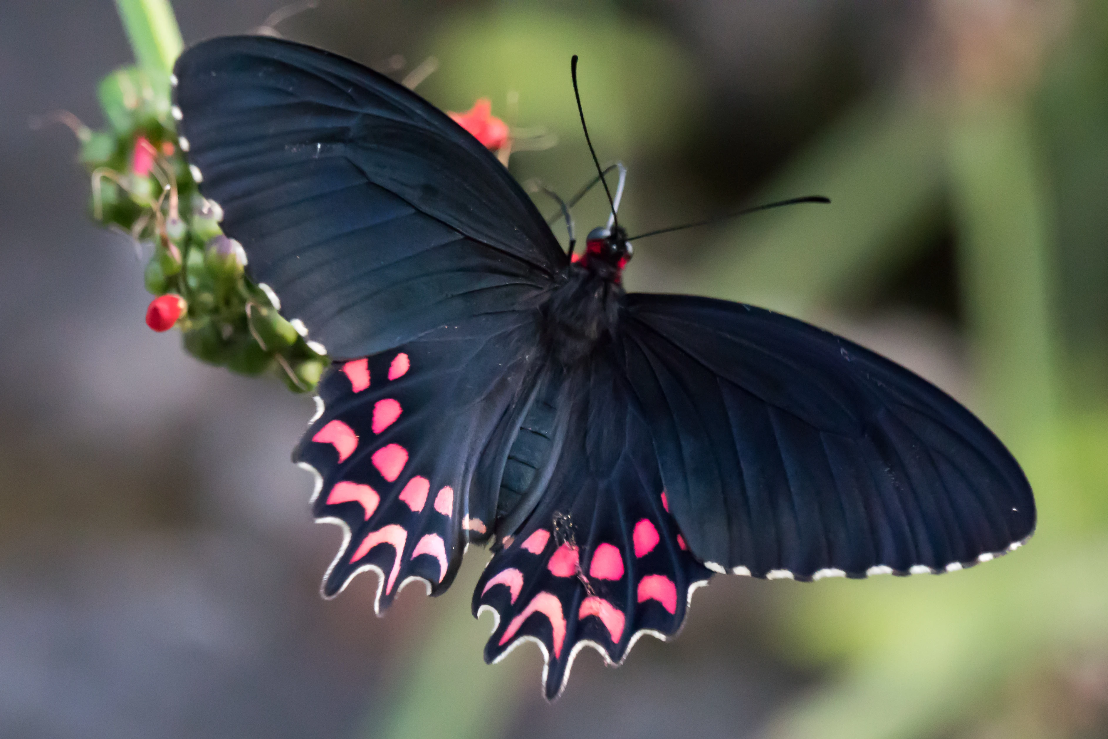 Pink-spotted Cattleheart, San Blas, Nayarit, Mexico — photo by Jim Bennett
