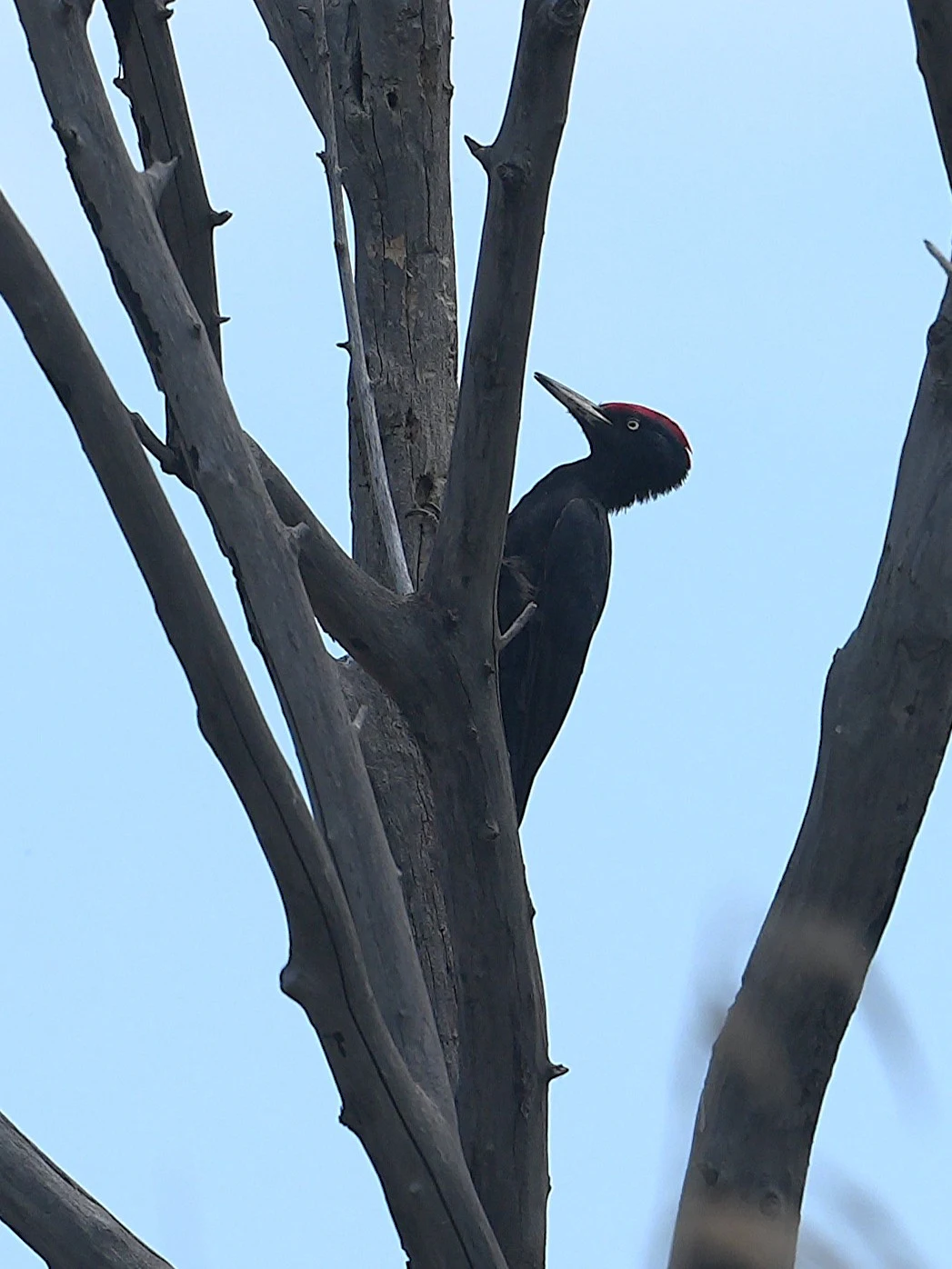 Black Woodpecker, Danube Delta, Romania — photo by Jim Bennett