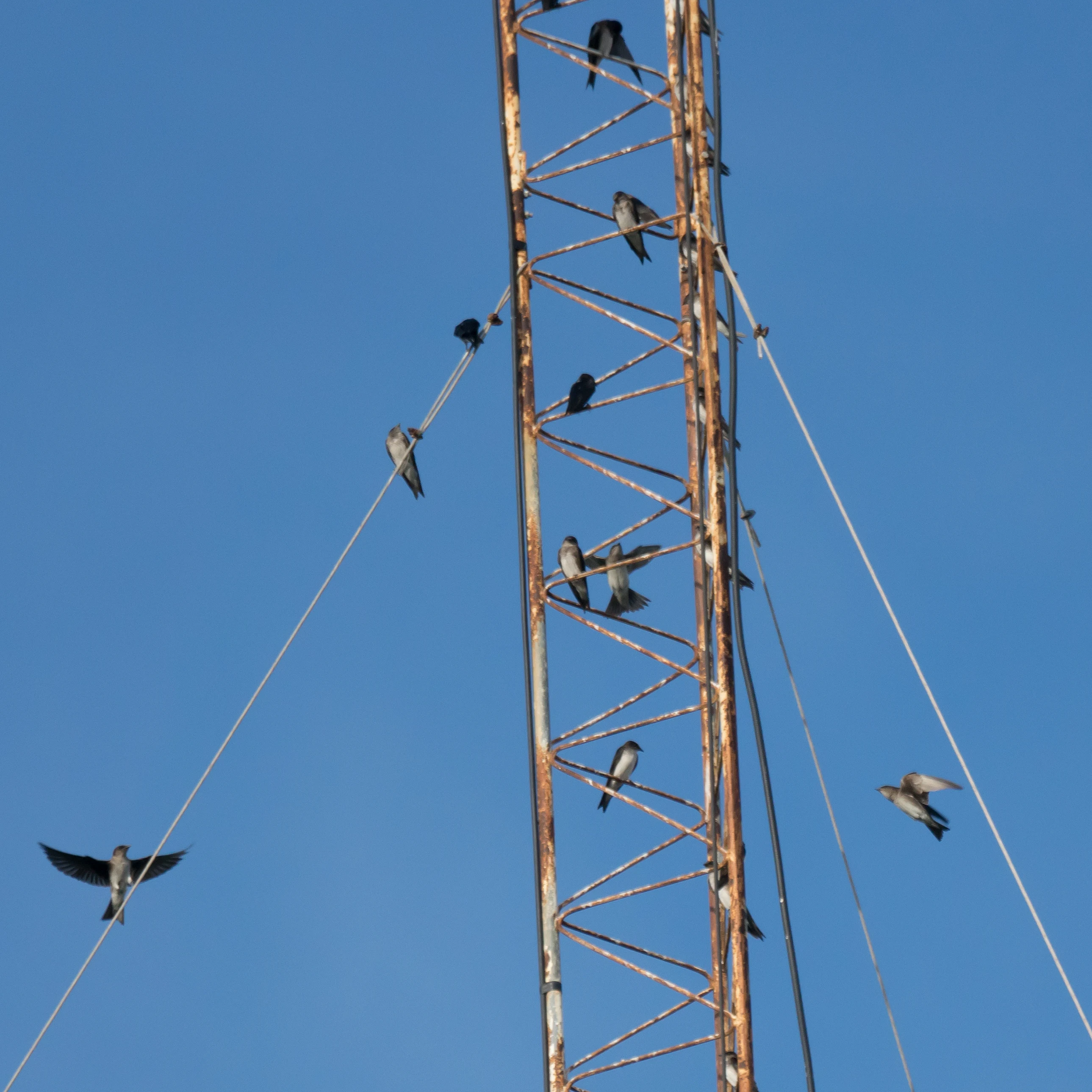 Grey-breasted Martins, San Blas, Nayarit, Mexico — photo by Jim Bennett