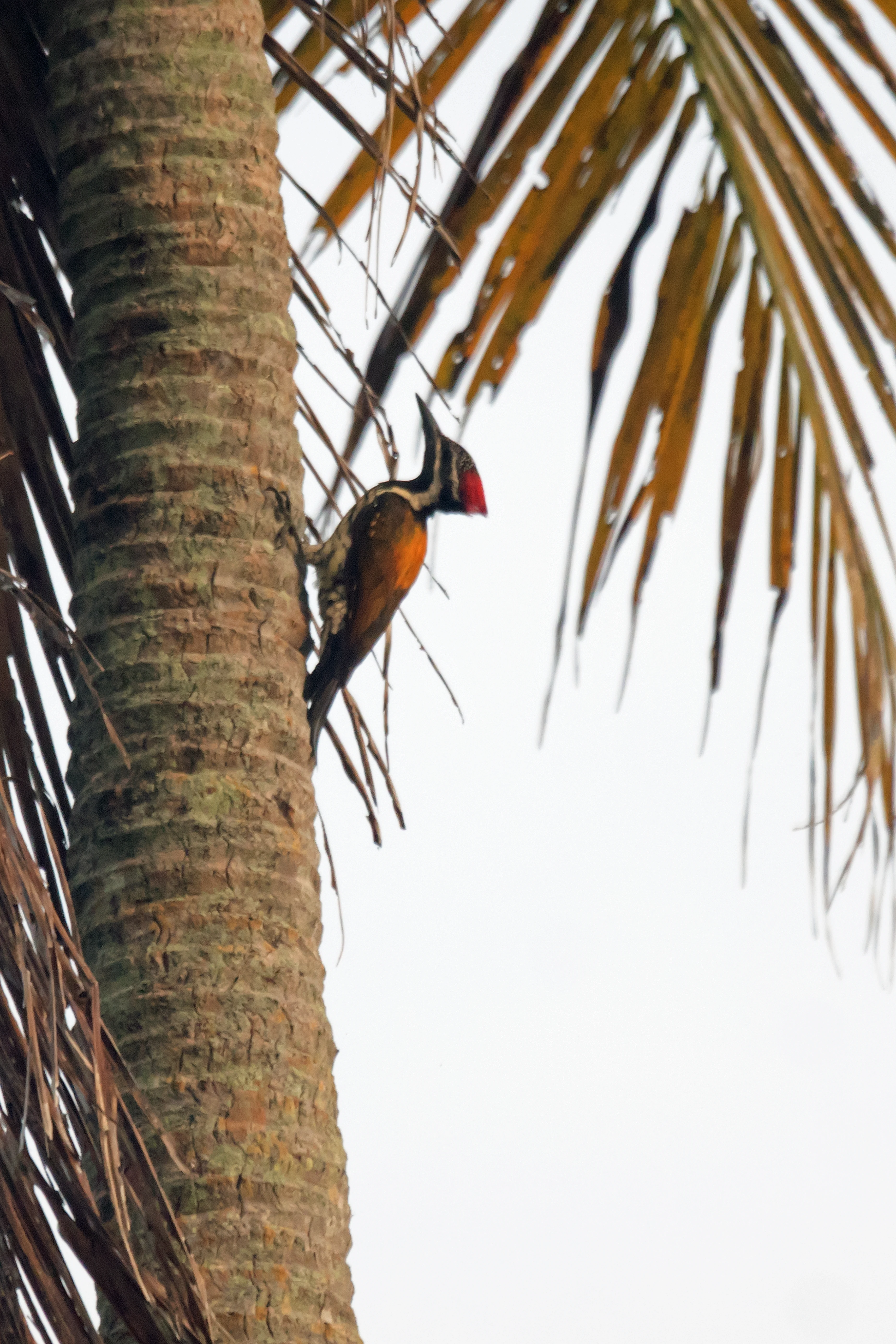 Lesser Goldenback (Black-rumped Flameback), Nelpura Homestay, Kerala, India — photo by Jim Bennett