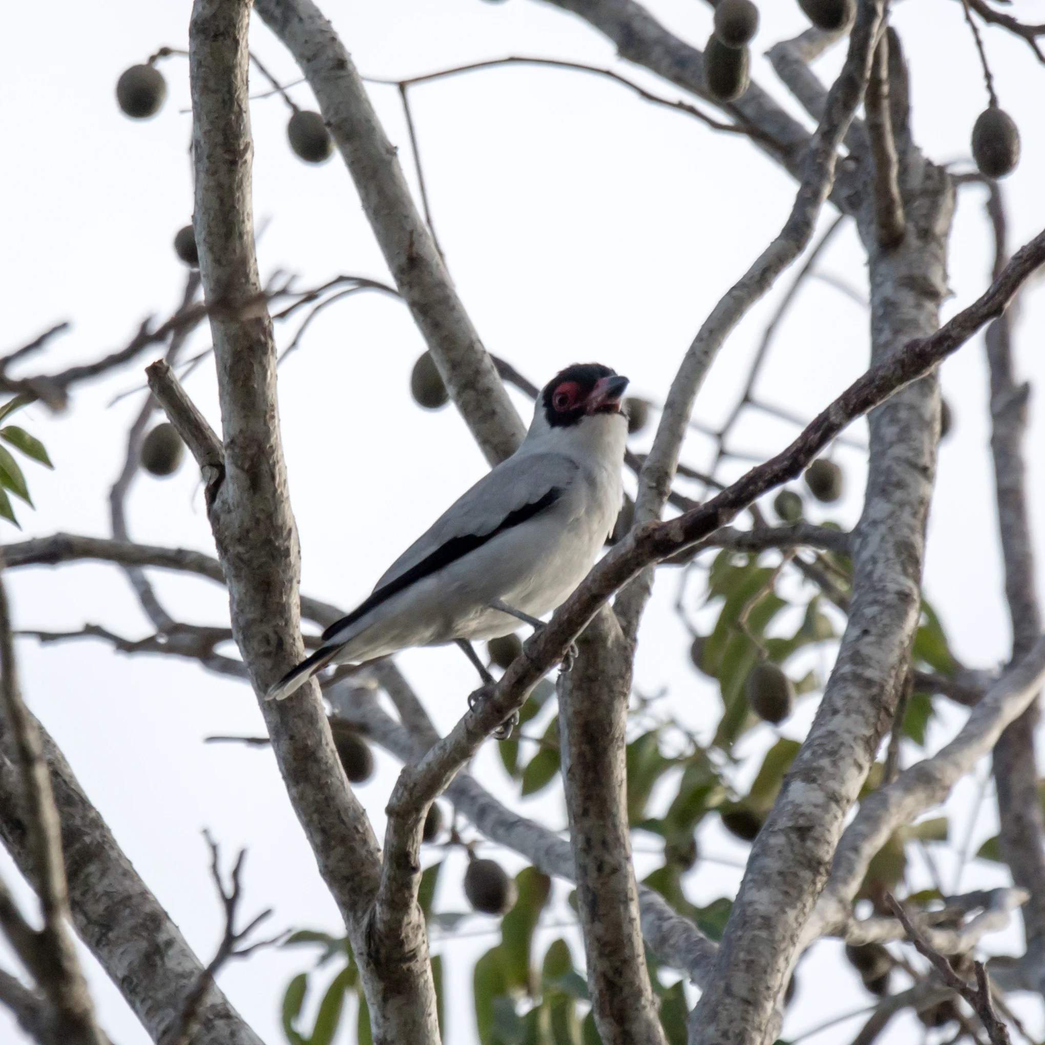 Masked Tityra, San Blas, Nayarit, Mexico — photo by Jim Bennett