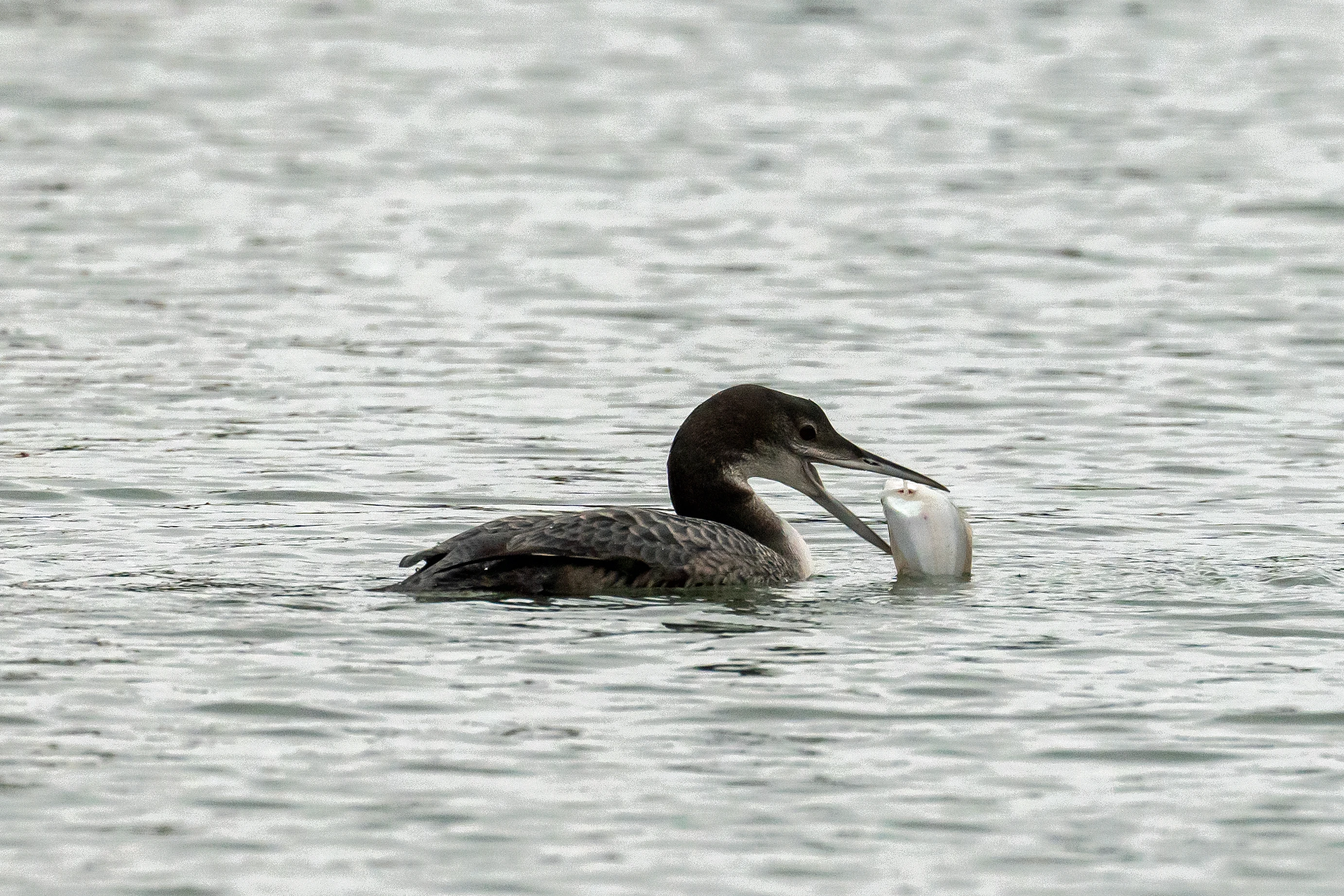 Great Northern Diver (Common Loon), Yorkshire, UK — photo by Jim Bennett