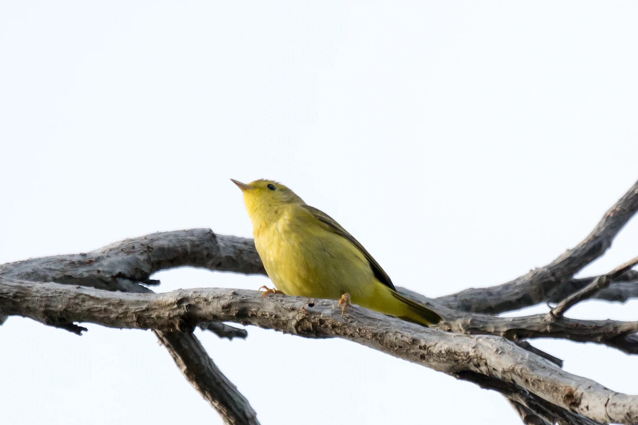 Yellow Warbler, San Blas, Nayarit, Mexico — photo by Jim Bennett