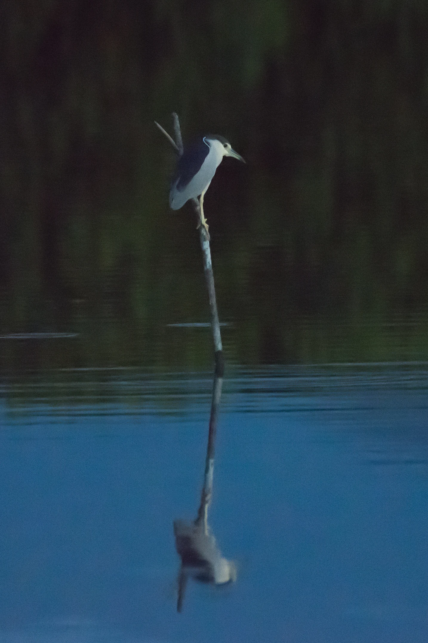 Black-crowned Night Heron, San Blas, Nayarit, Mexico — photo by Jim Bennett