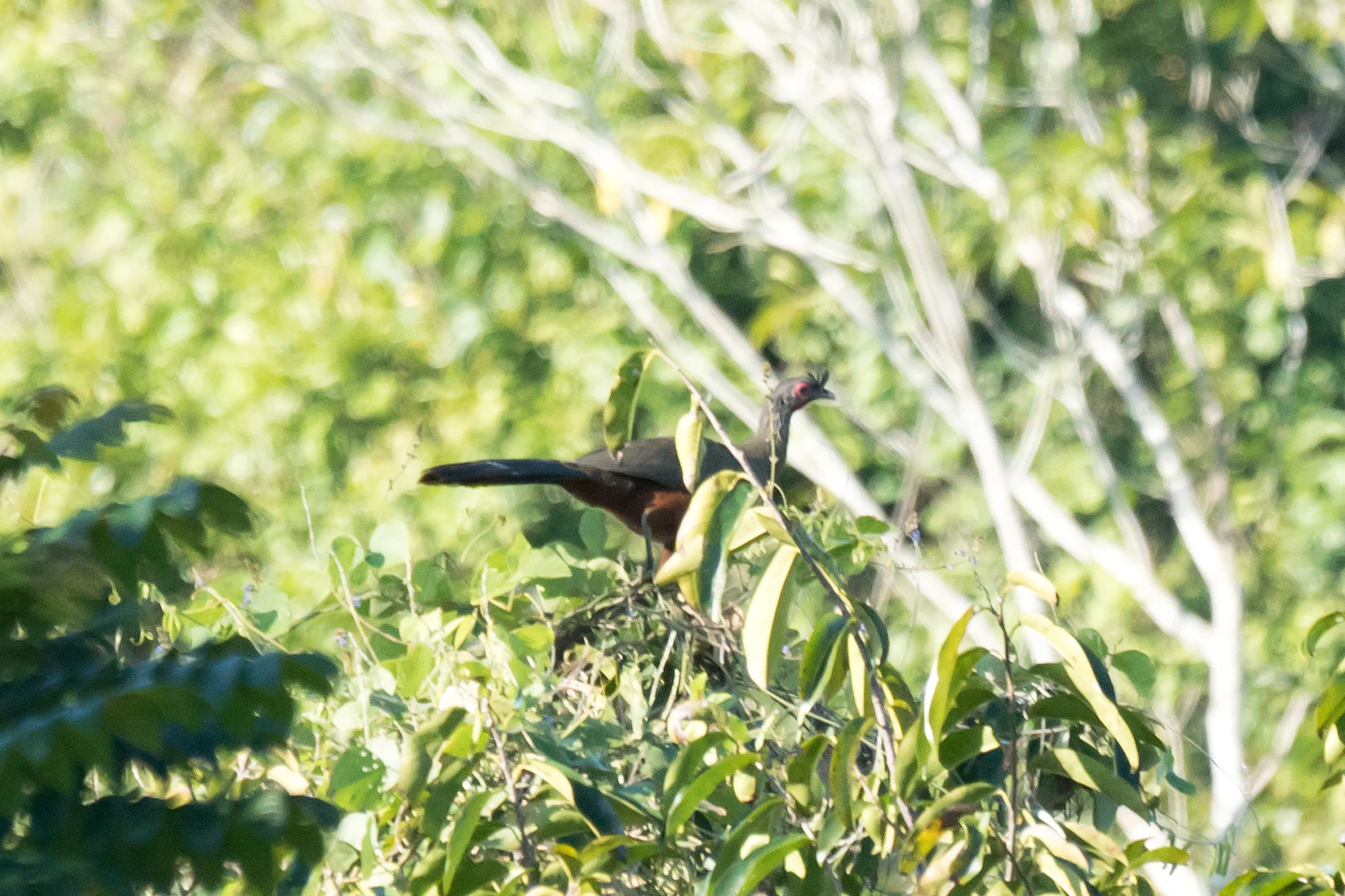 Rufous-bellied Chachalaca, Singayata, Nayarit, Mexico — photo by Jim Bennett