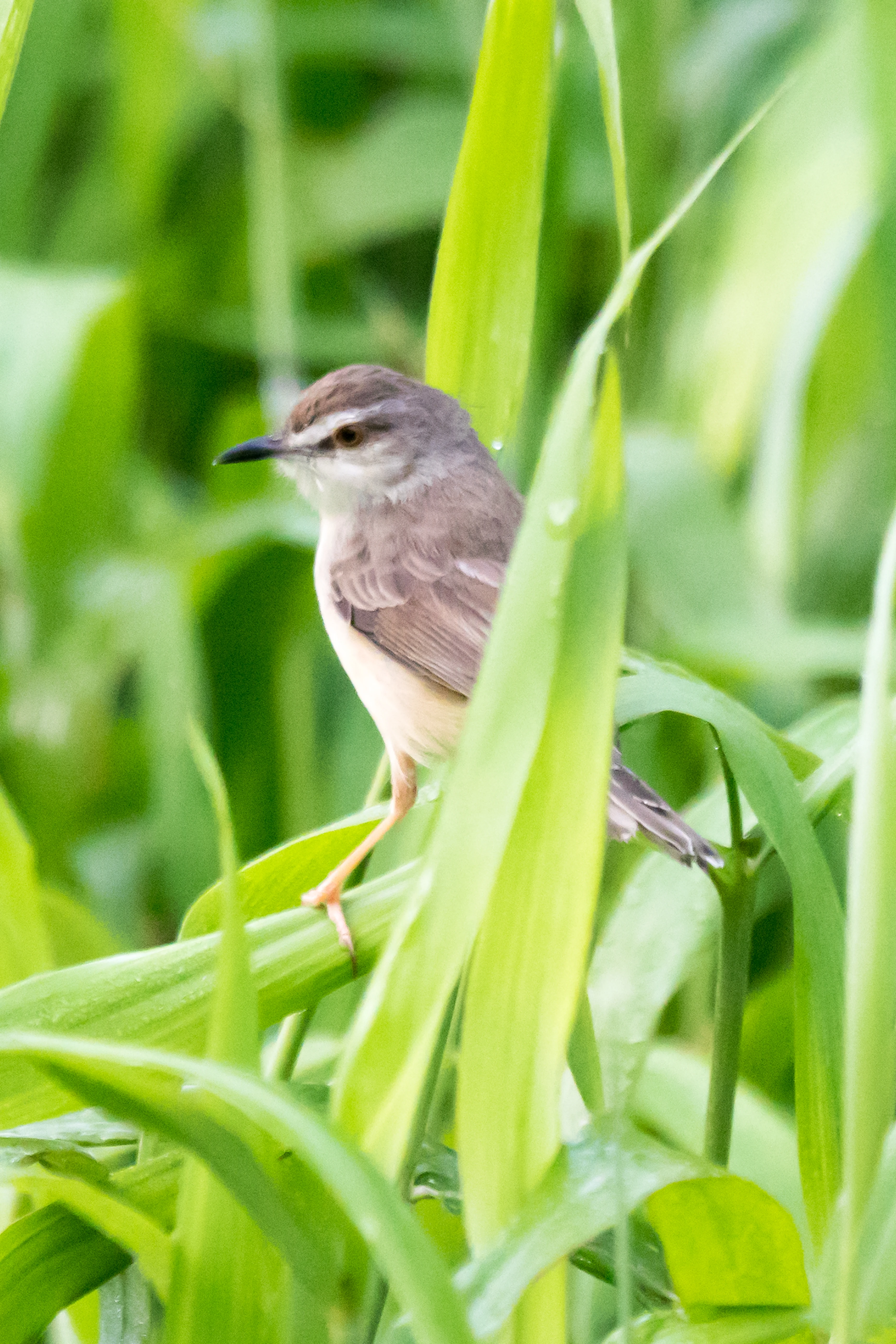 Paddyfield Warbler, Nelpura Homestay, Kerala, India — photo by Jim Bennett