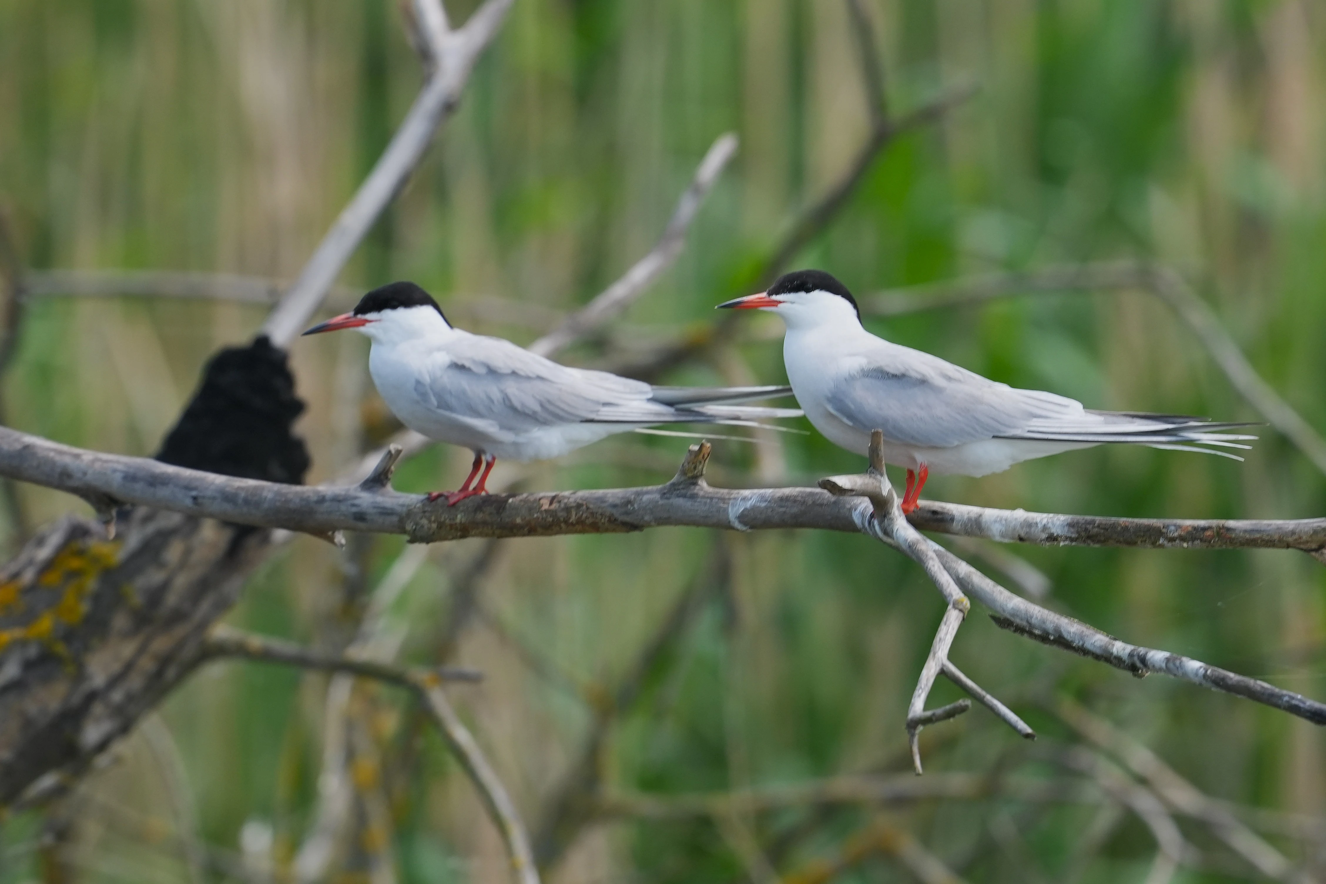 Common Terns, Danube Delta, Romania — photo by Jim Bennett