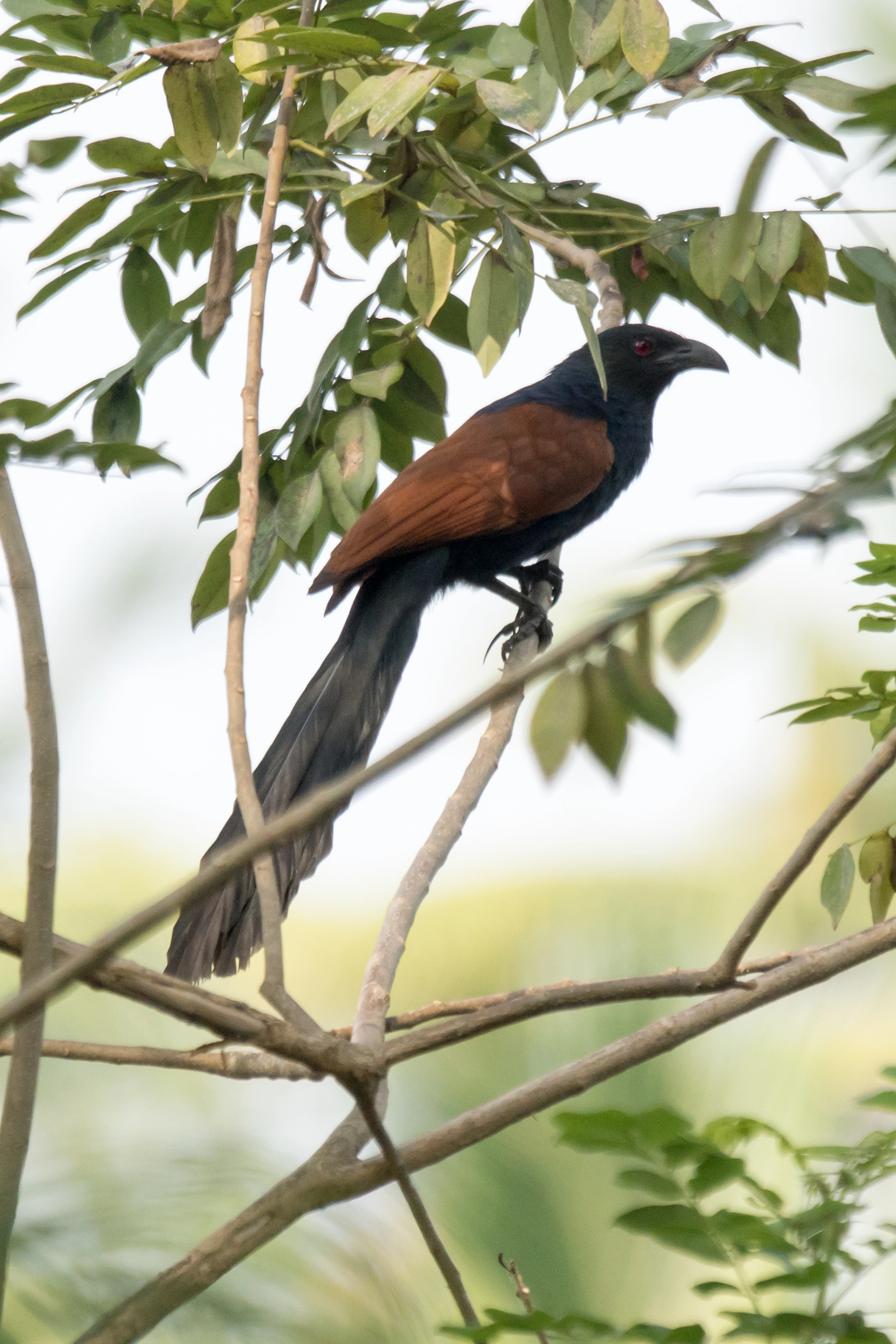 Greater Coucal, Nelpura Homestay, Kerala, India — photo by Jim Bennett
