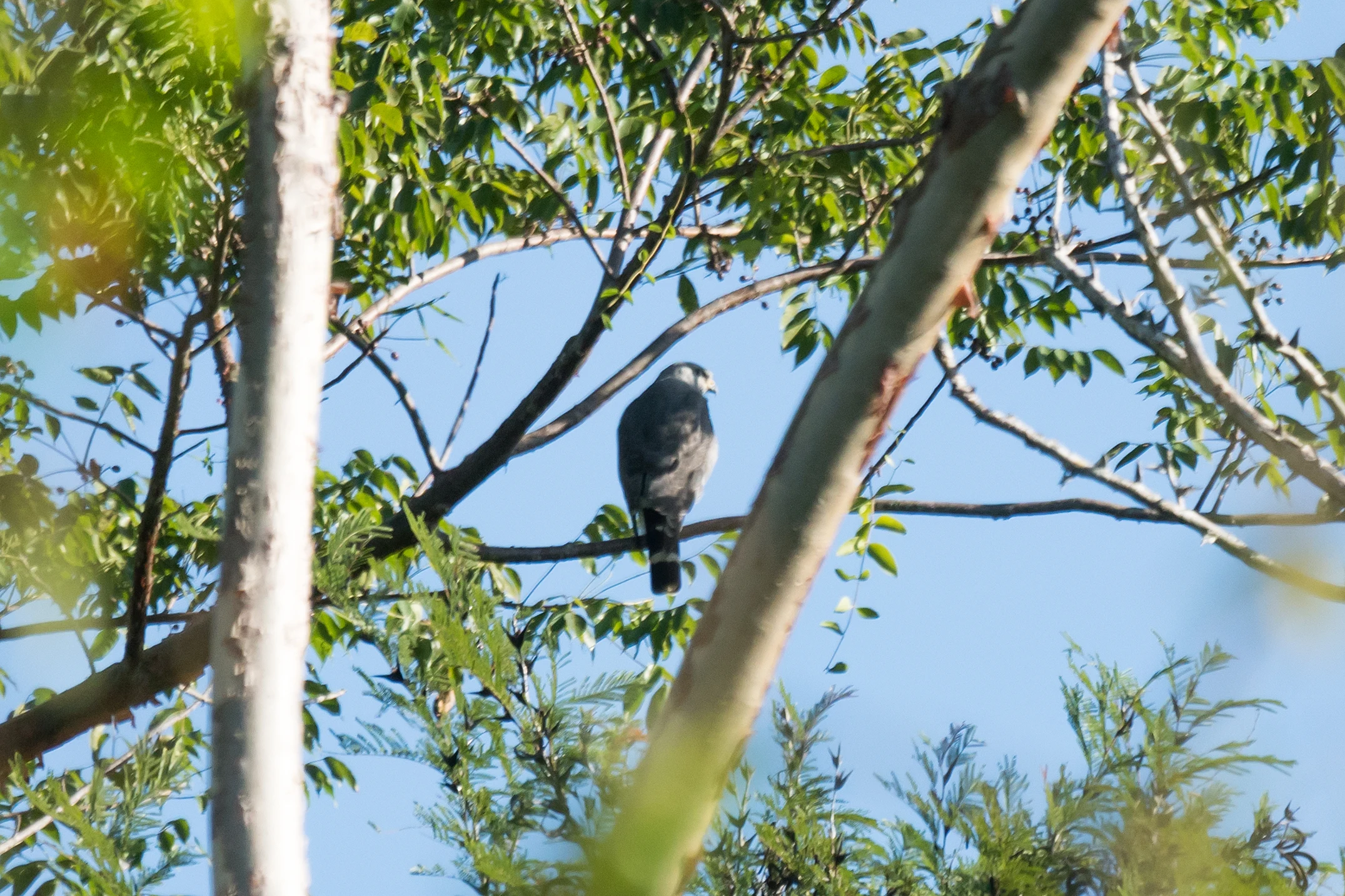 Collared Forest Falcon, Singayata, Nayarit, Mexico — photo by Jim Bennett