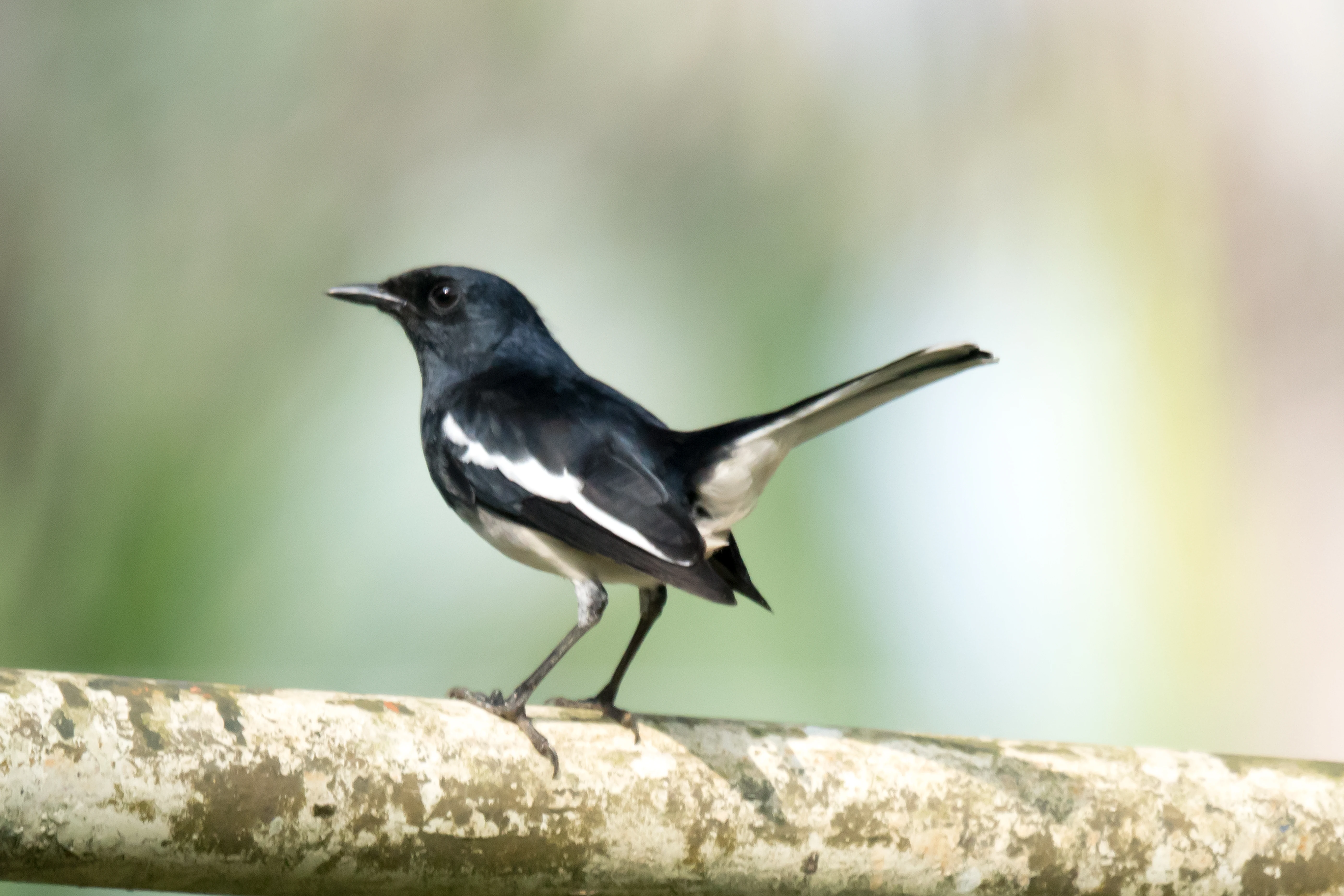 Magpie Robin, Nelpura Homestay, Kerala, India — photo by Jim Bennett