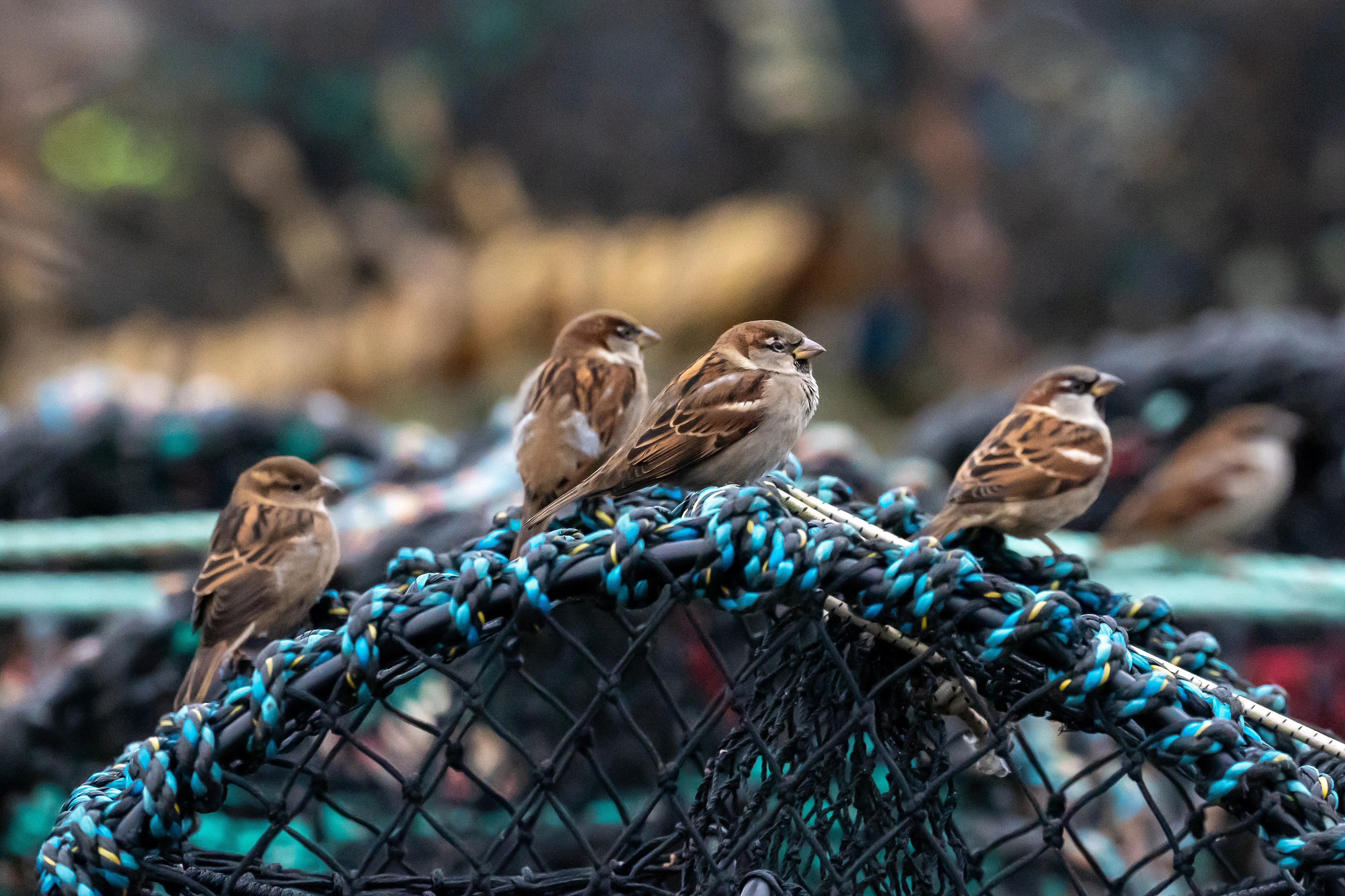 House Sparrows, Yorkshire, UK — photo by Jim Bennett