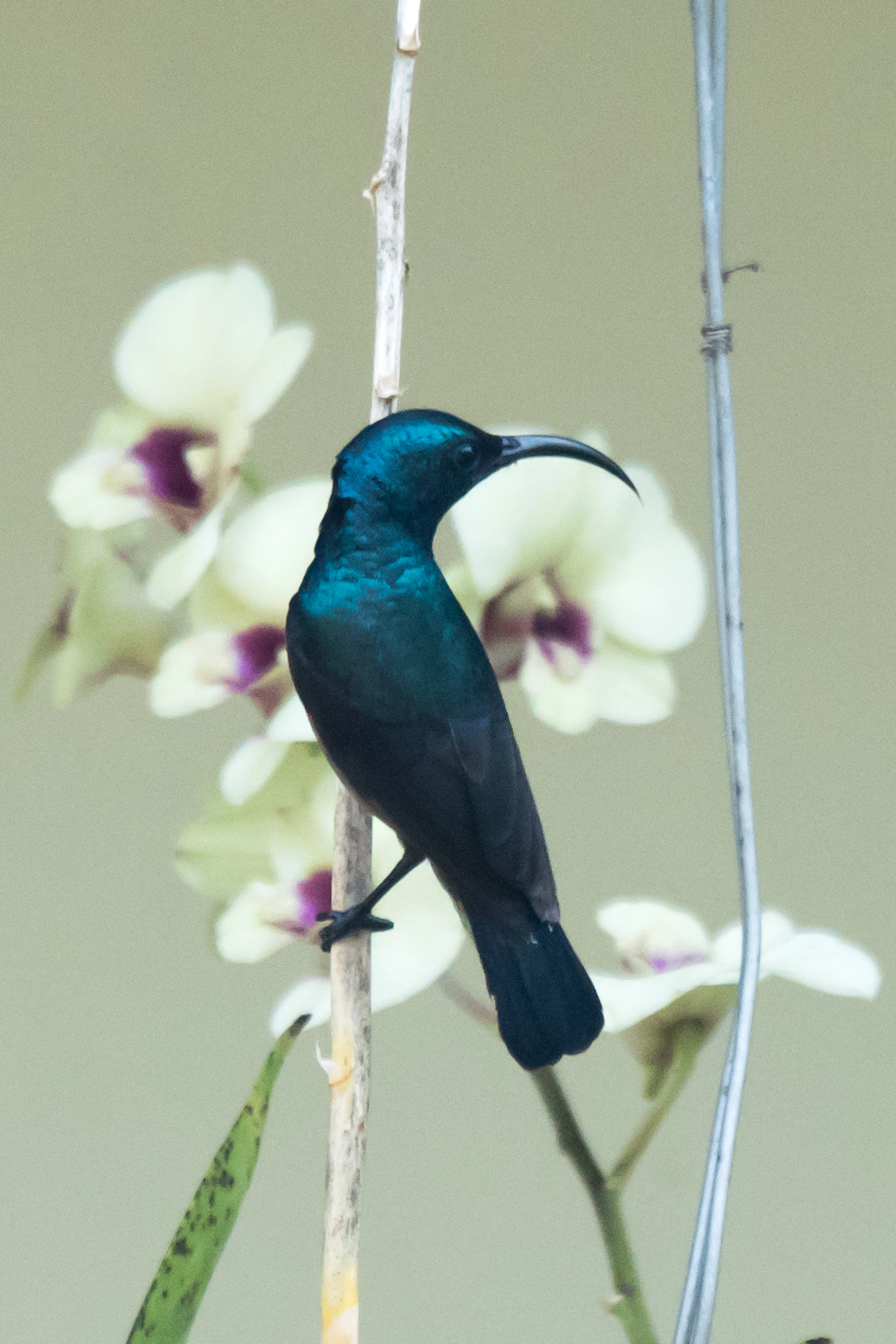 Loten's Sunbird, Nelpura Homestay, Kerala, India — photo by Jim Bennett