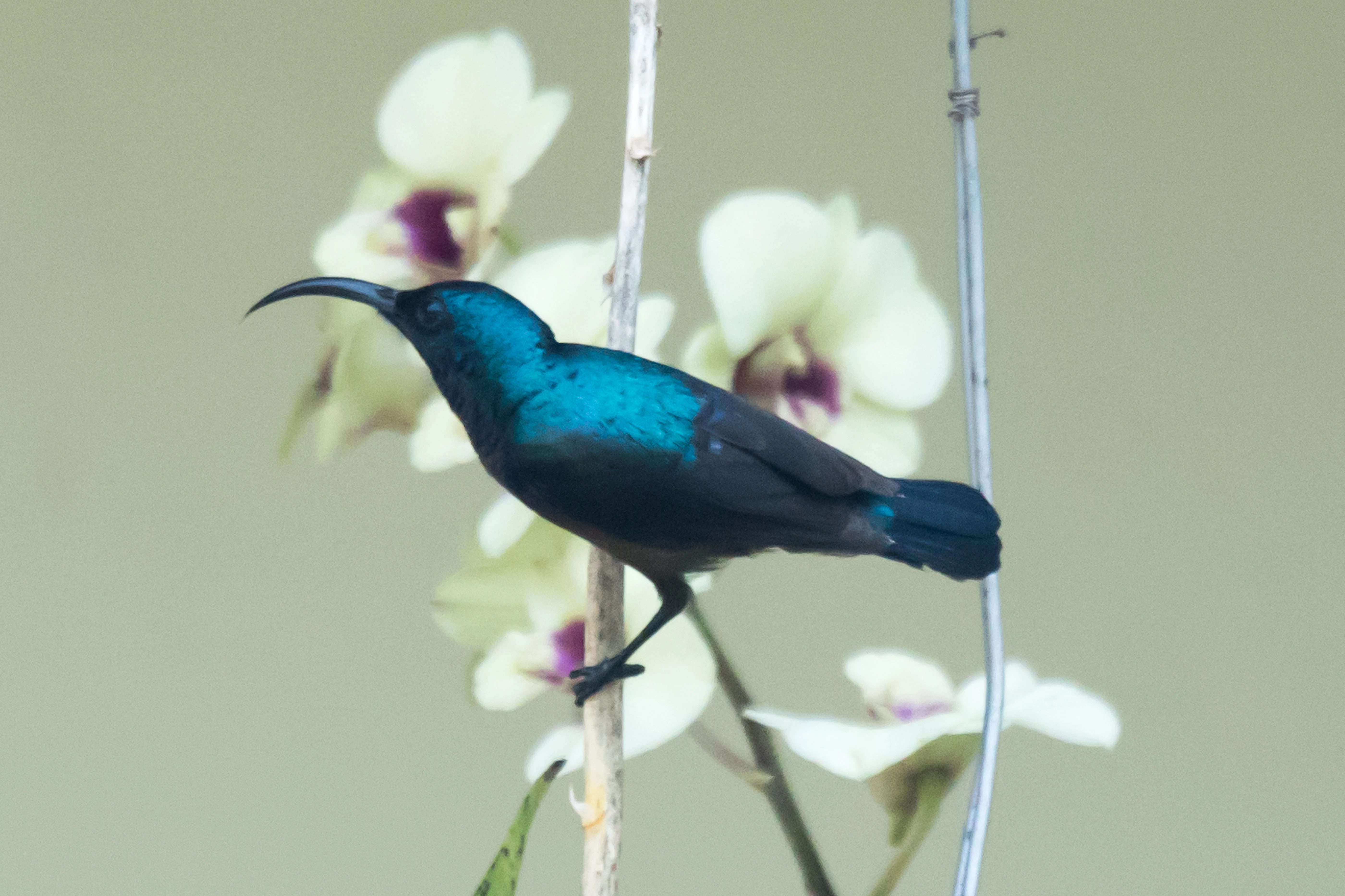 Loten's Sunbird, Nelpura Homestay, Kerala, India — photo by Jim Bennett
