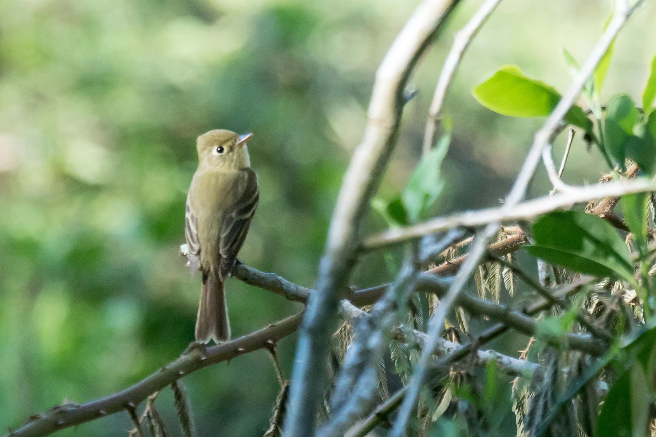 Flycatcher, Singayata, Nayarit, Mexico — photo by Jim Bennett