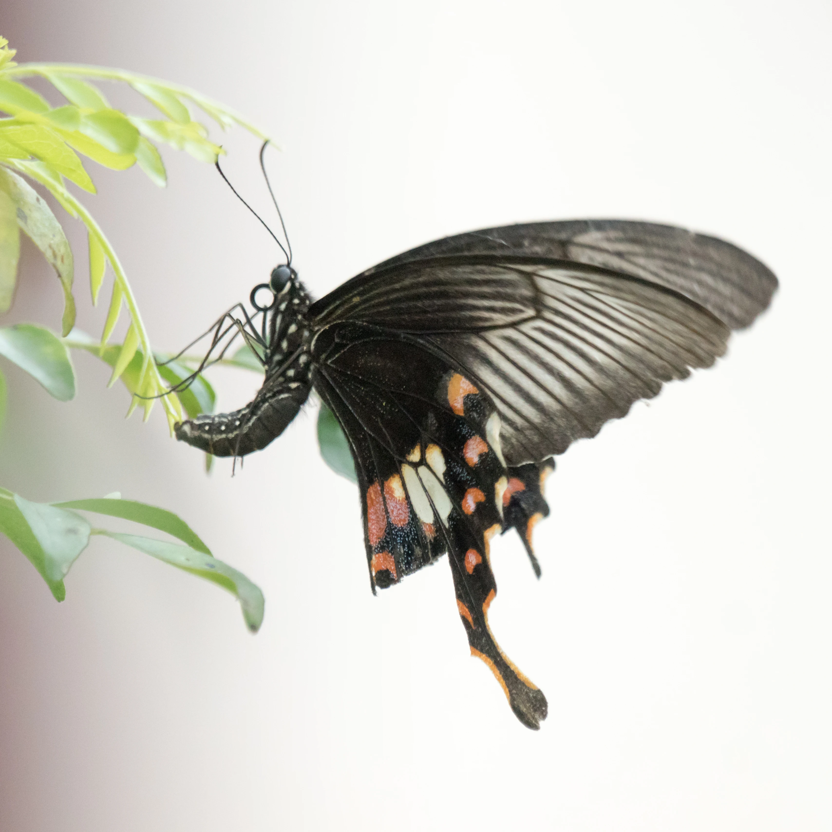 Butterfly, Nelpura Homestay, Kerala, India — photo by Jim Bennett