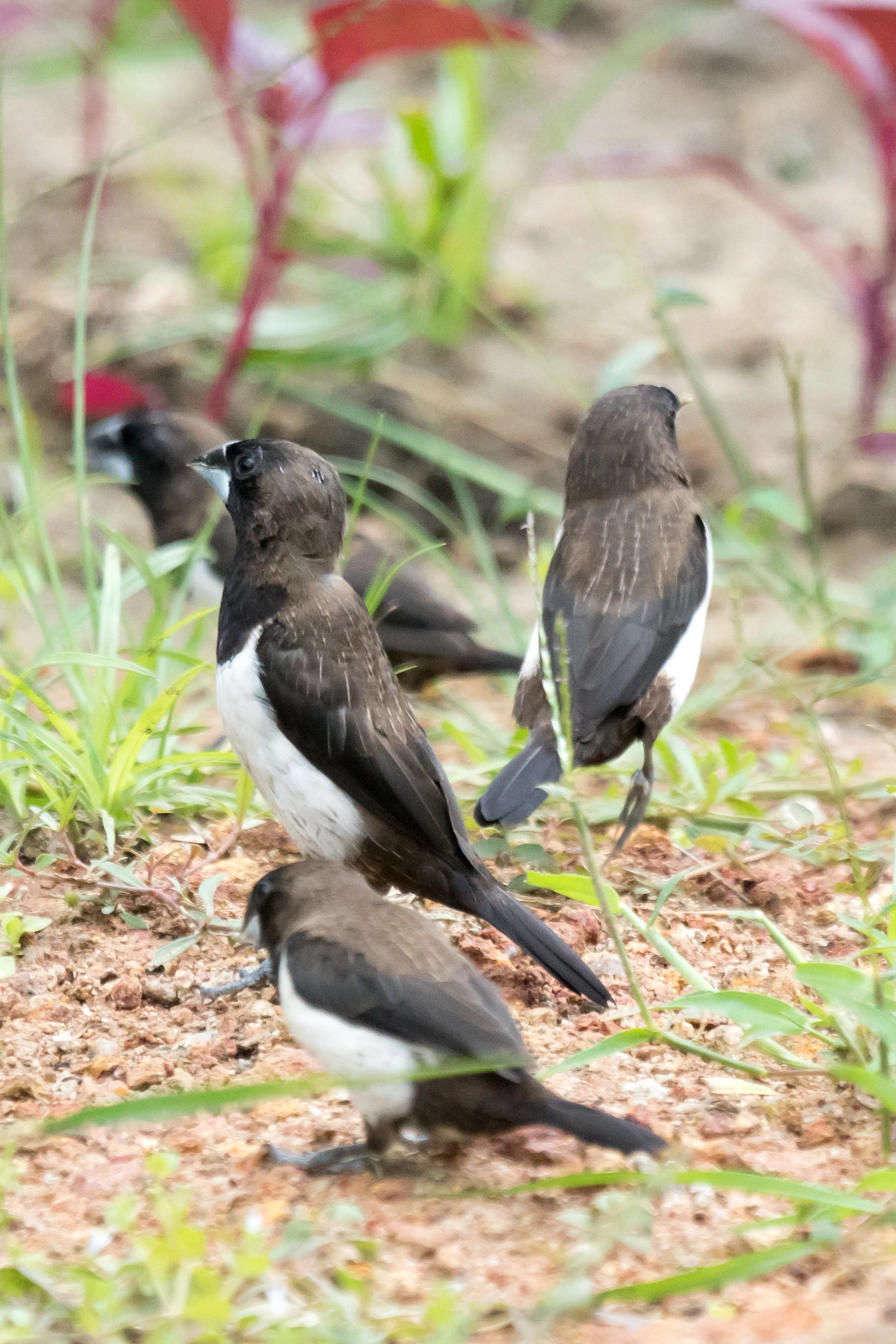White-rumped Munia, Nelpura Homestay, Kerala, India — photo by Jim Bennett