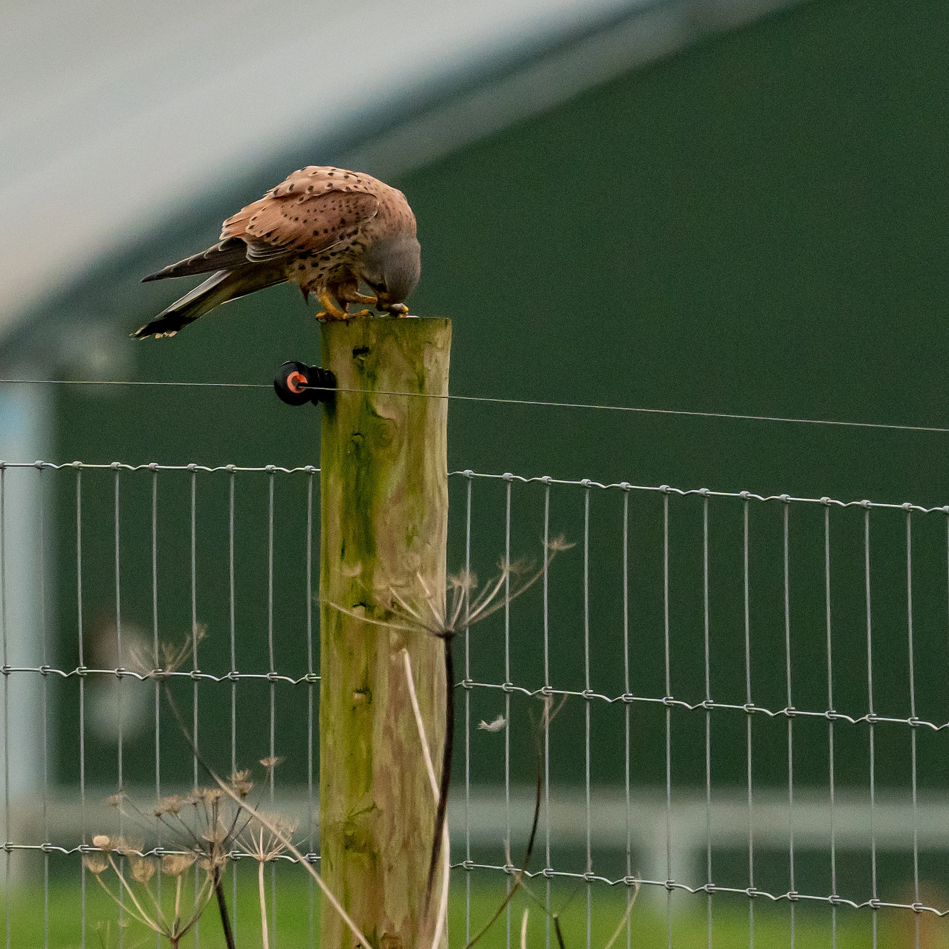 Kestrel, Tophill Low Nature Reserve, Yorkshire, UK — photo by Jim Bennett