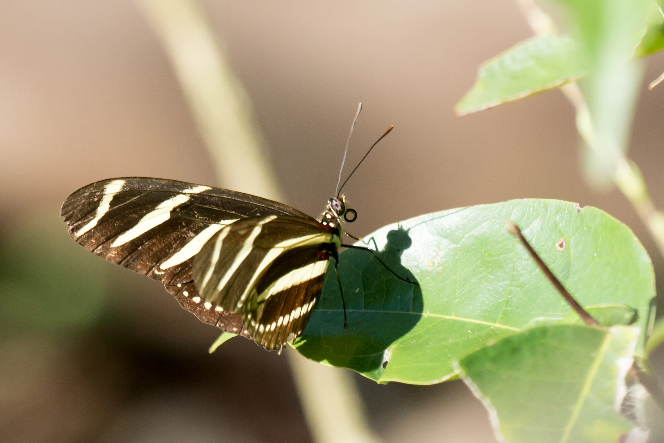 Zebra Longwing, Singayata, Nayarit, Mexico — photo by Jim Bennett