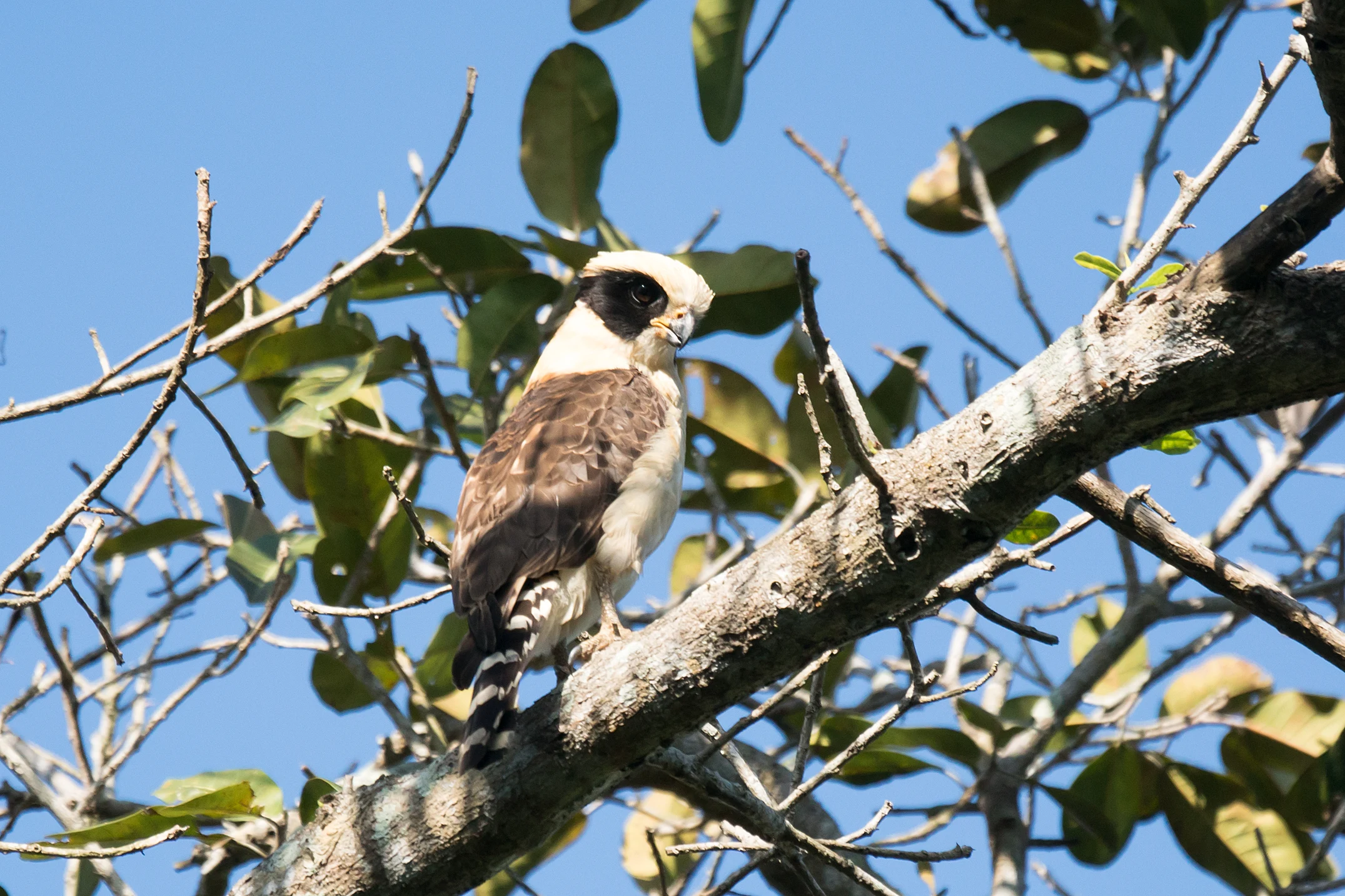 Laughing Falcon, Singayata, Nayarit, Mexico — photo by Jim Bennett
