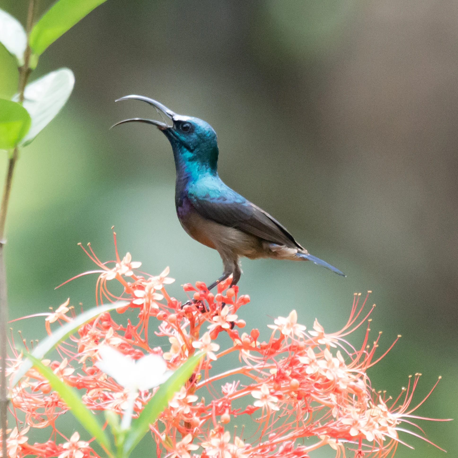 Loten's Sunbird, Nelpura Homestay, Kerala, India — photo by Jim Bennett
