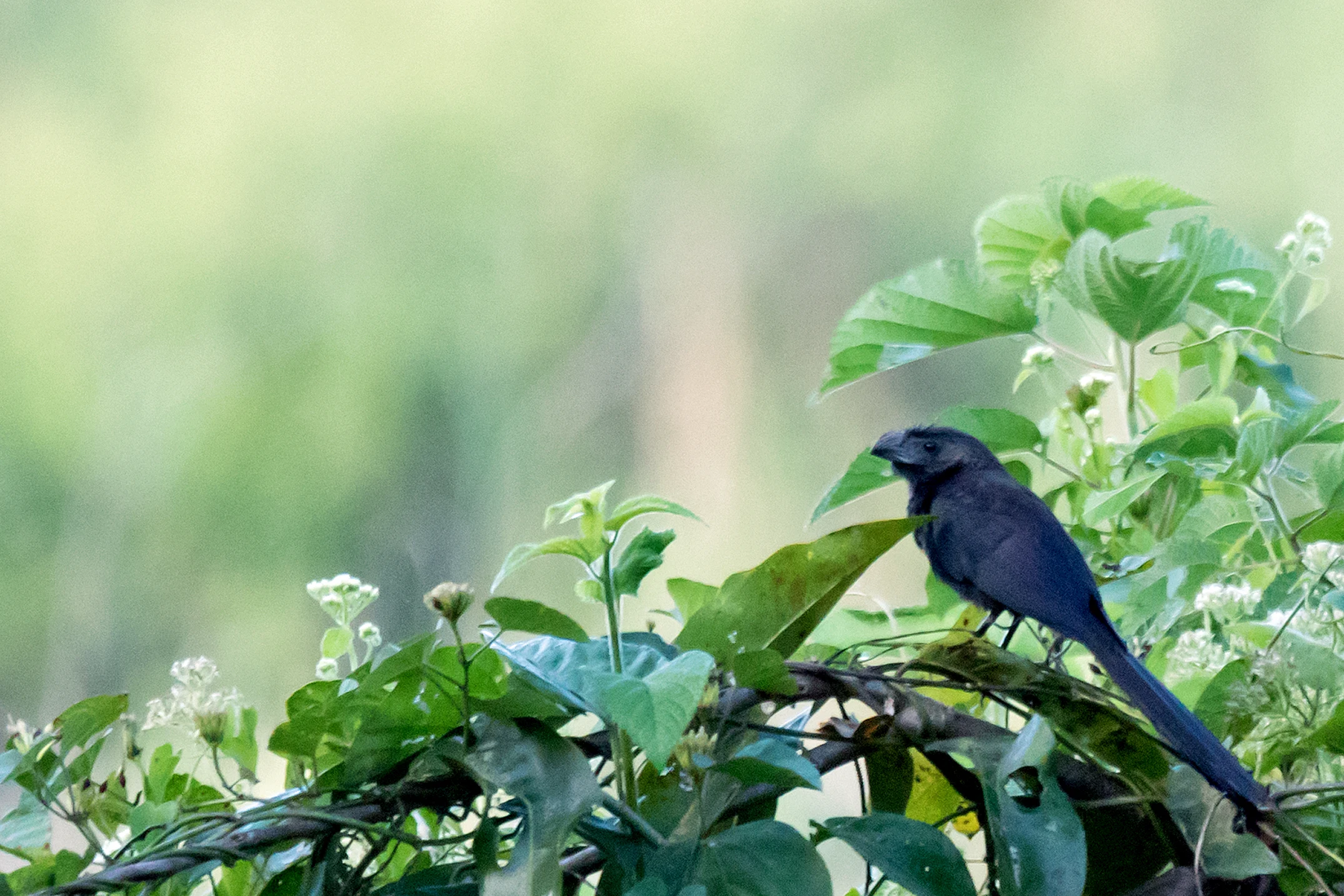 Groove-billed Ani, Singayata, Nayarit, Mexico — photo by Jim Bennett