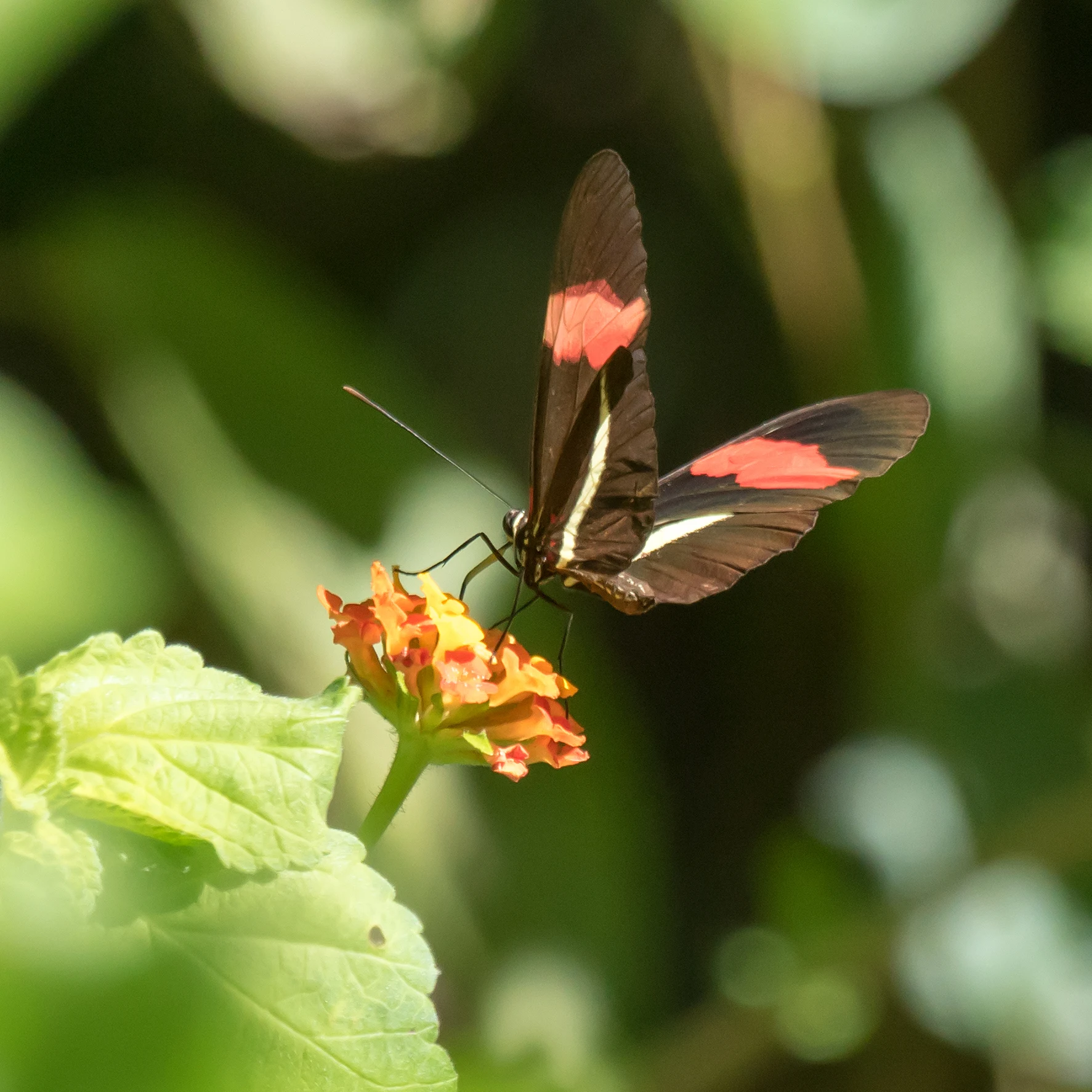 Crimson-patched Longwing, Singayata, Nayarit, Mexico — photo by Jim Bennett