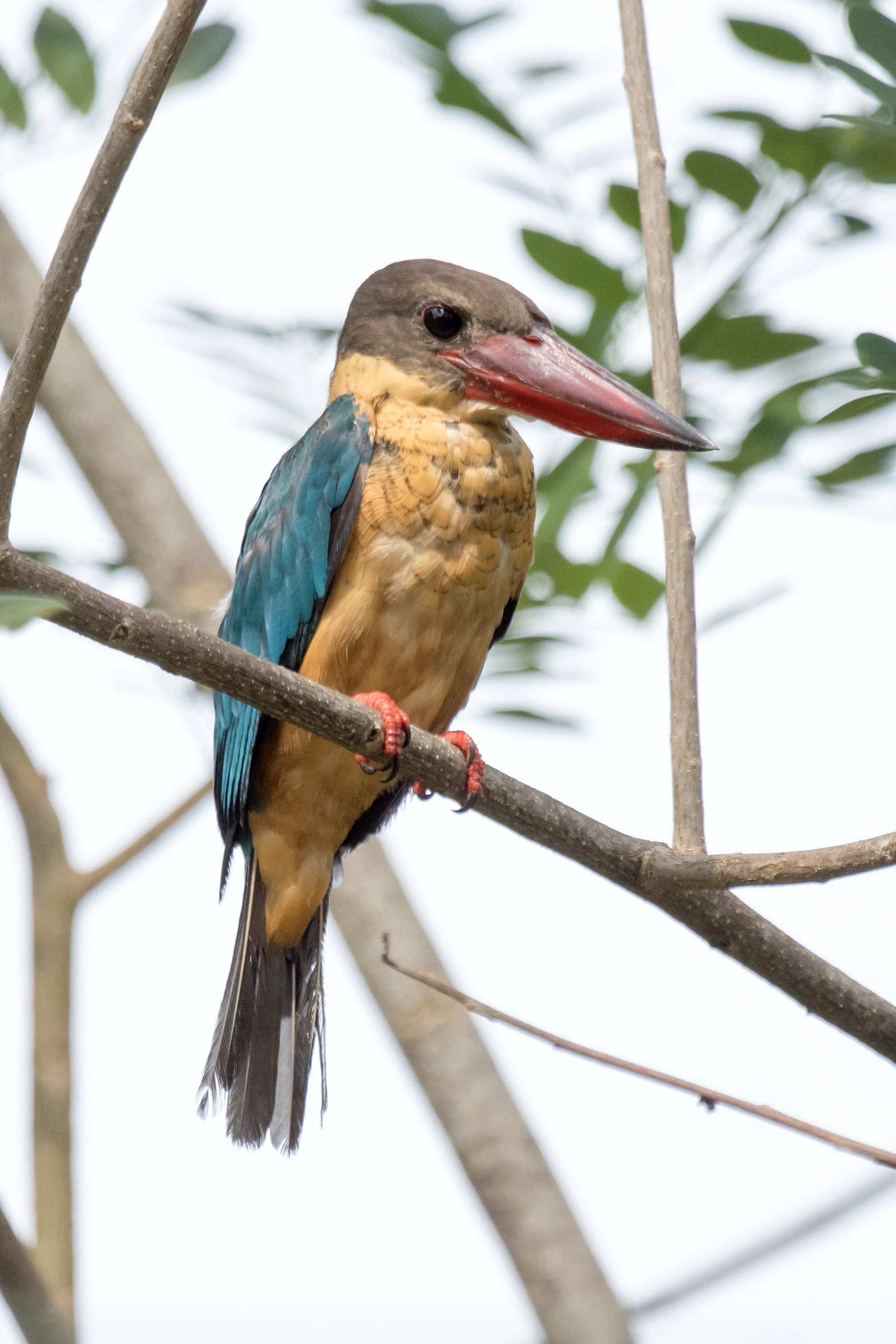 Stork-billed Kingfisher, Nelpura Homestay, Kerala, India — photo by Jim Bennett