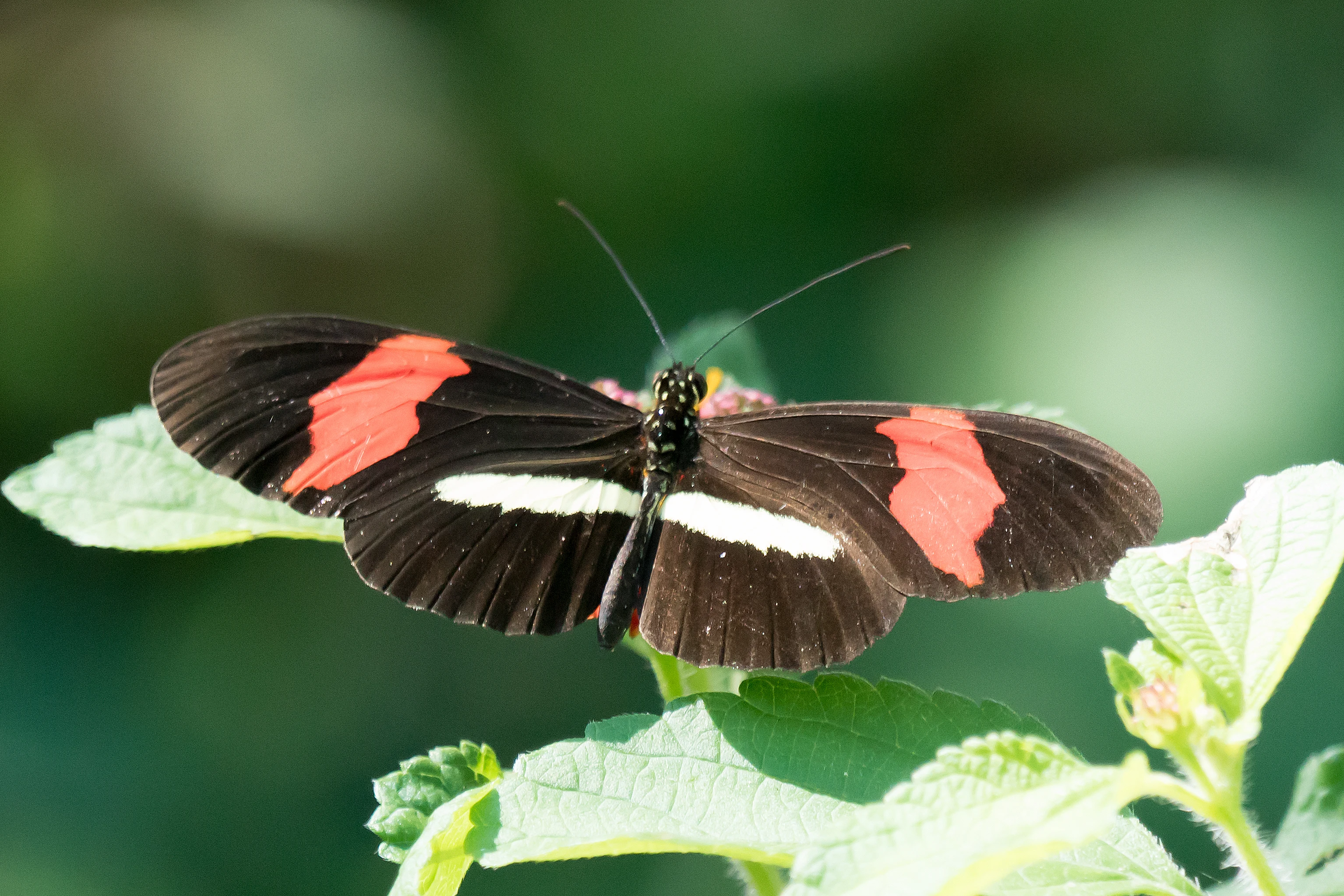 Crimson-patched Longwing, Singayata, Nayarit, Mexico — photo by Jim Bennett