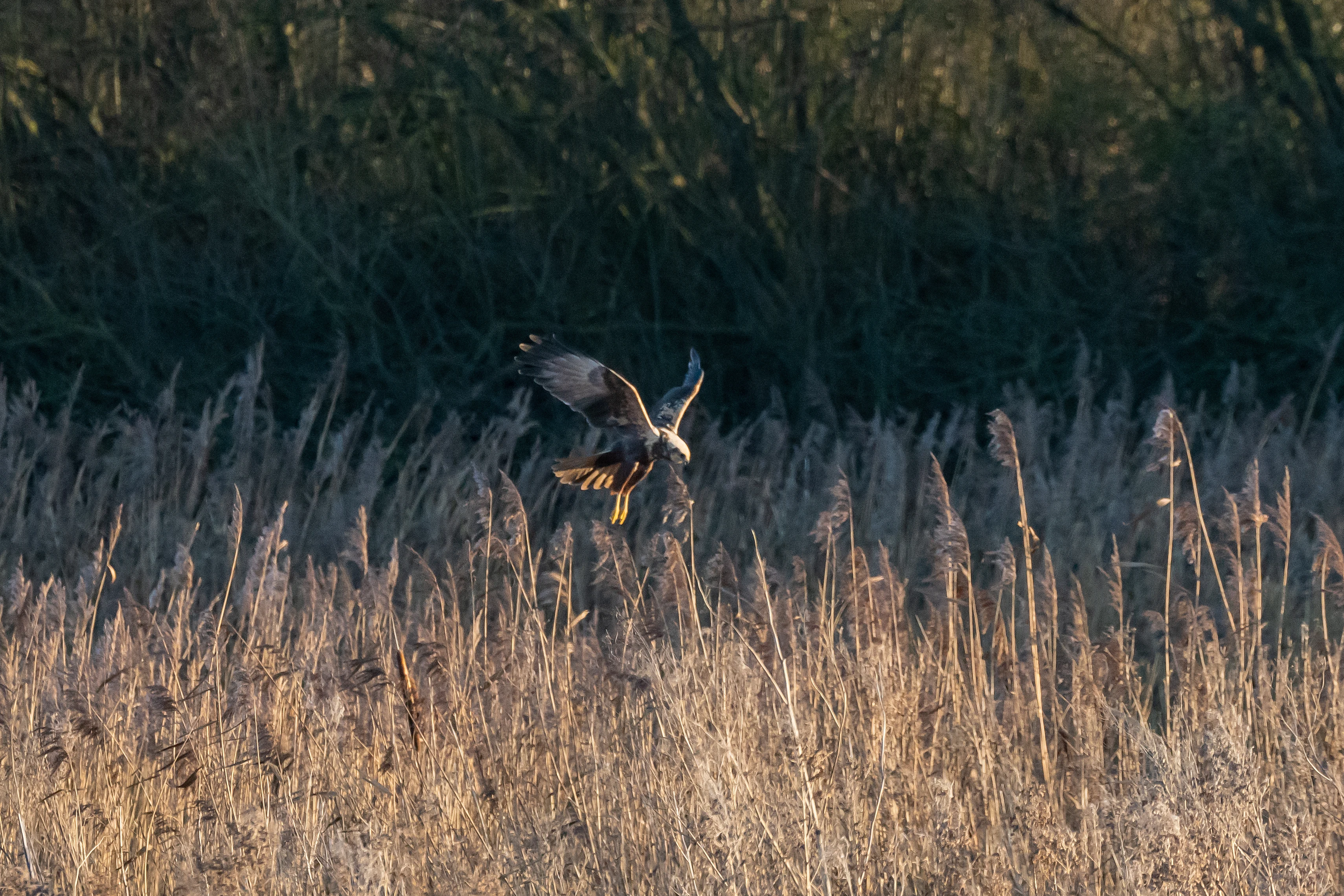 Marsh Harrier, Tophill Low Nature Reserve, Yorkshire, UK — photo by Jim Bennett
