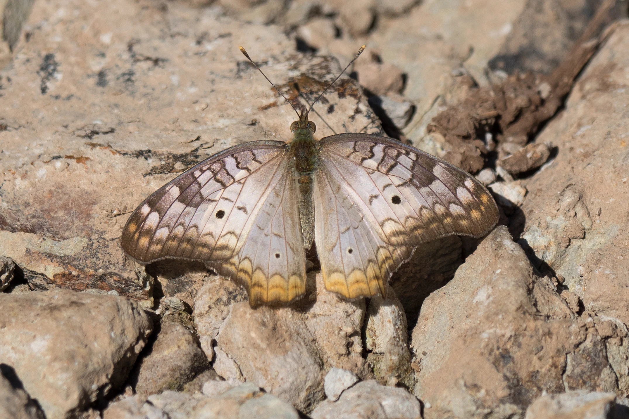 Butterfly, Singayata, Nayarit, Mexico — photo by Jim Bennett