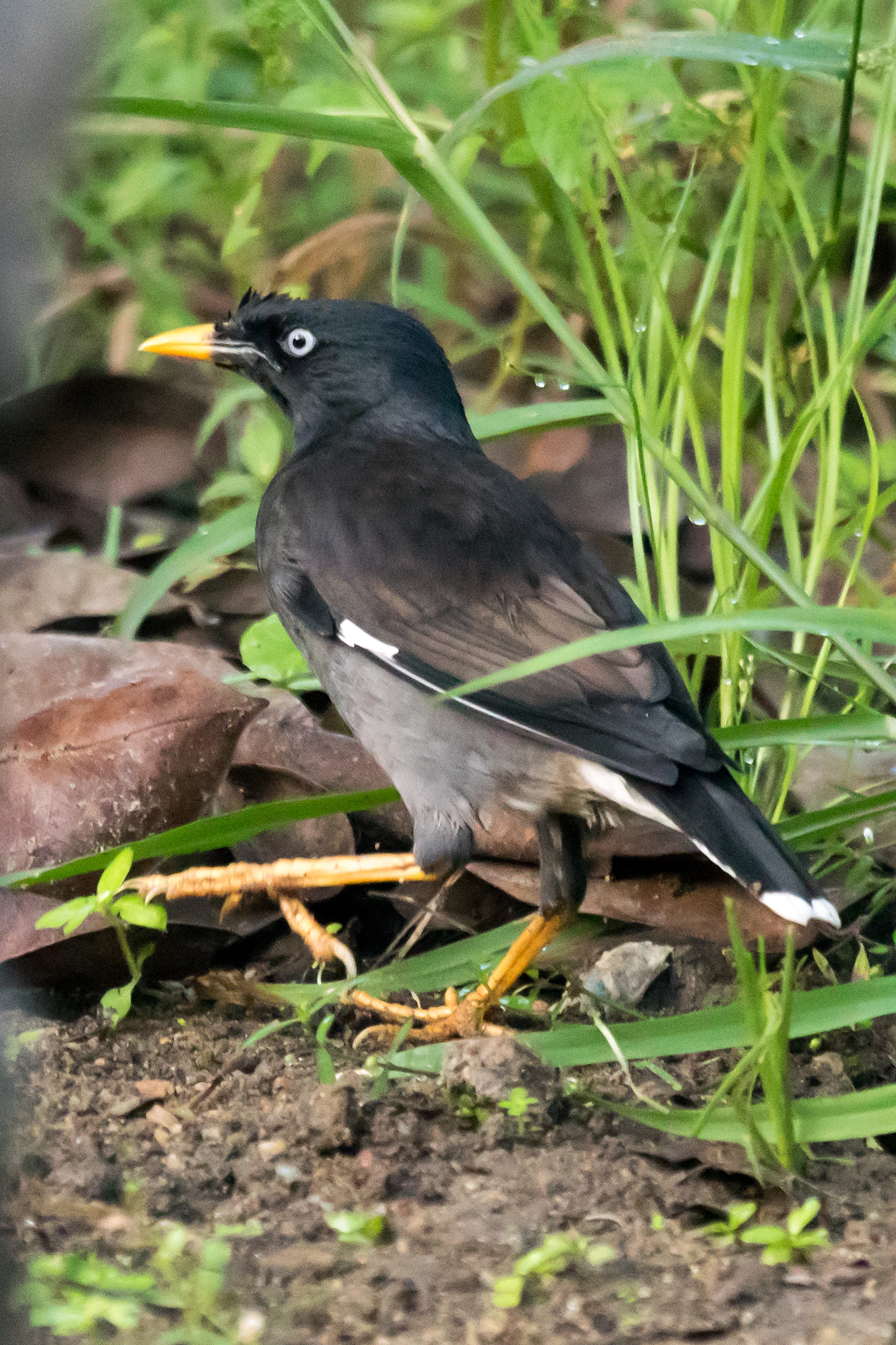 Jungle Myna, Nelpura Homestay, Kerala, India — photo by Jim Bennett