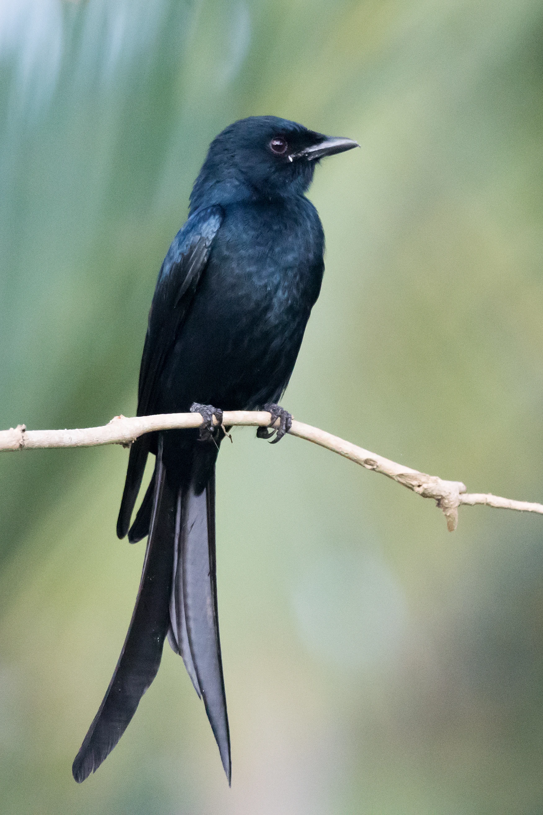 Black Drongo, Nelpura Homestay, Kerala, India — photo by Jim Bennett