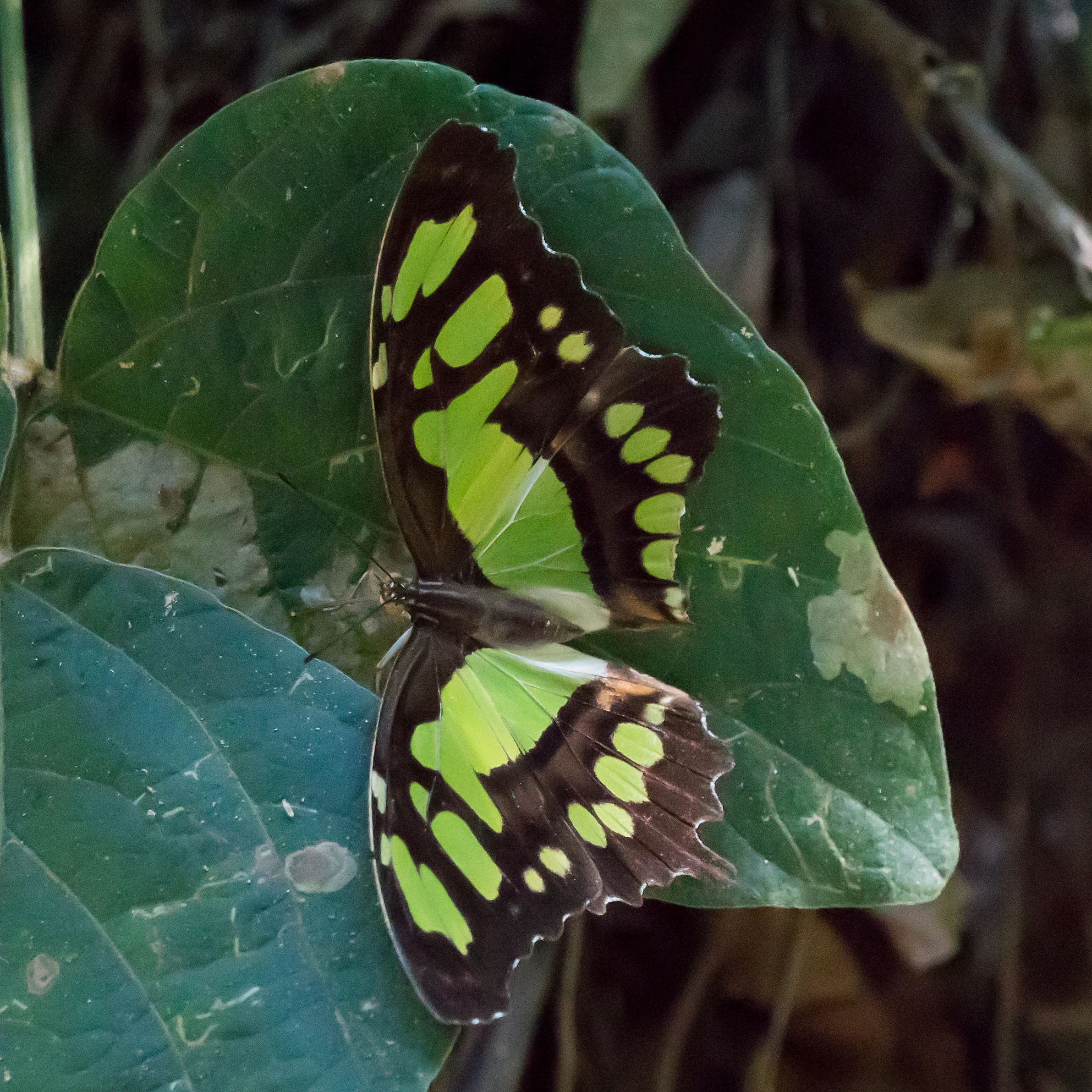Malachite, Singayata, Nayarit, Mexico — photo by Jim Bennett