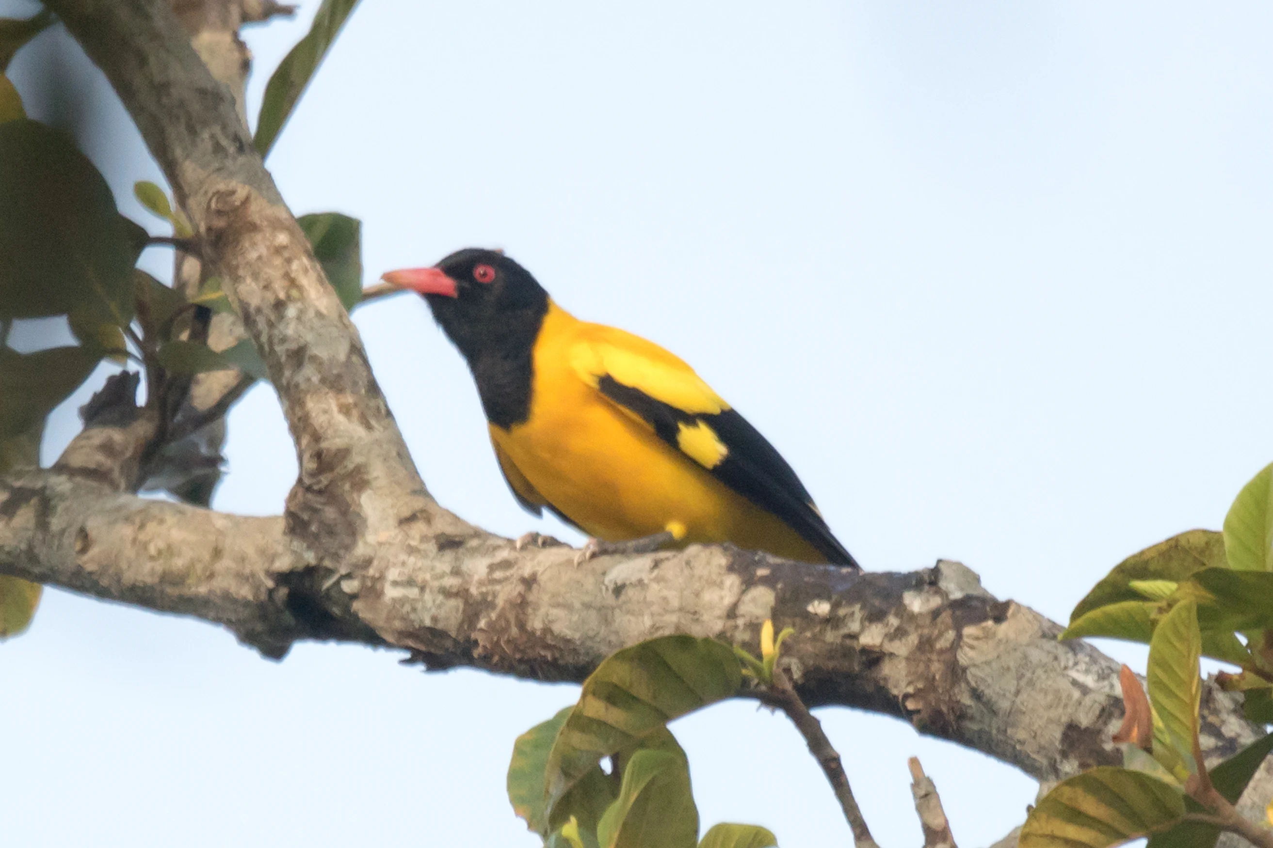 Black-hooded Oriole, Nelpura Homestay, Kerala, India — photo by Jim Bennett