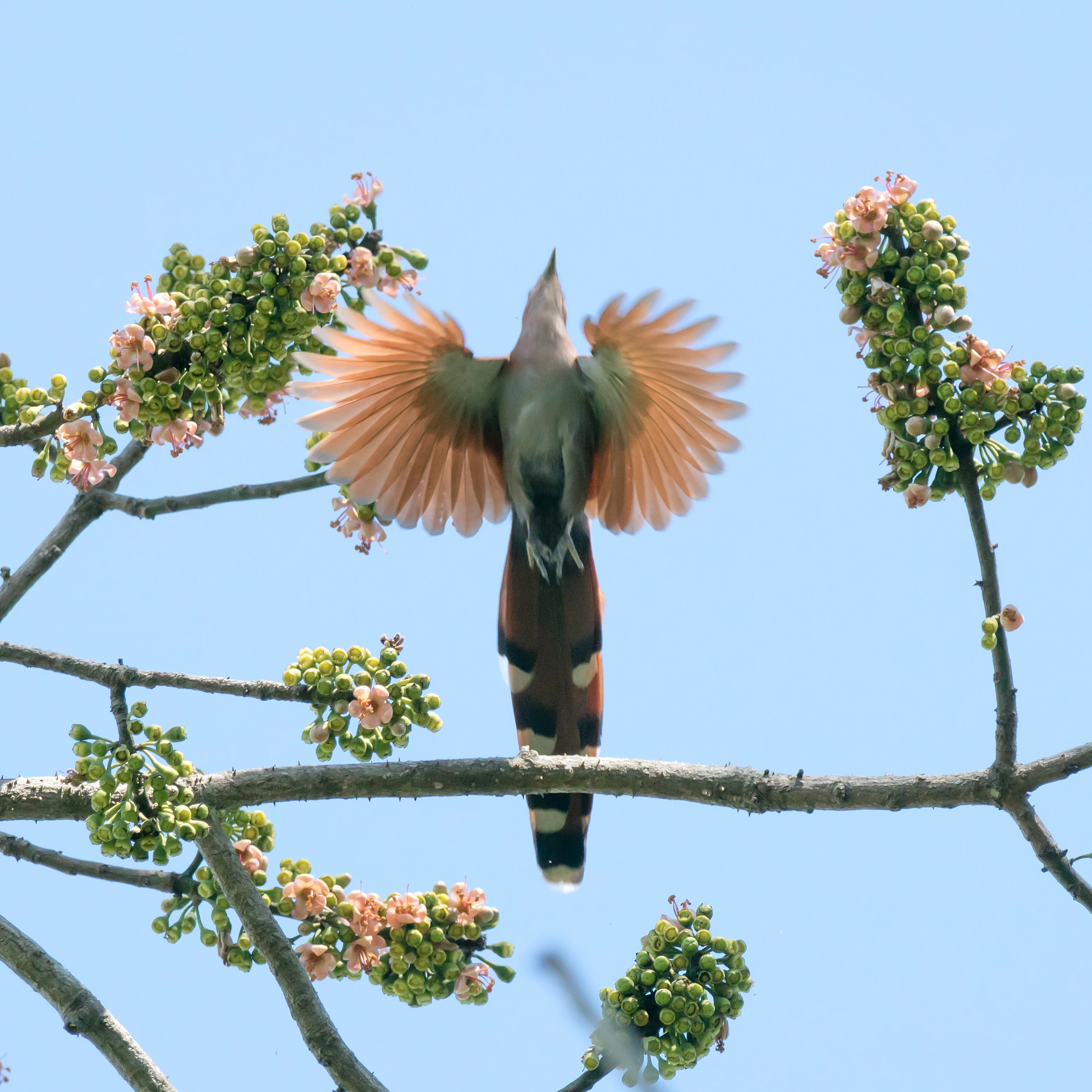 Squirrel Cuckoo, Singayata, Nayarit, Mexico — photo by Jim Bennett